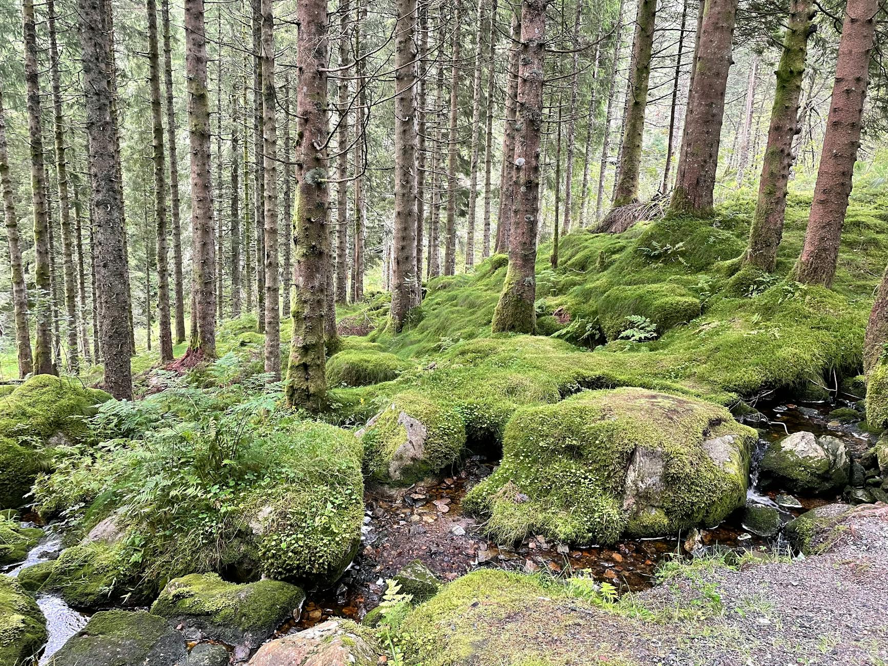 Bergen forest for content creator travel report planning.