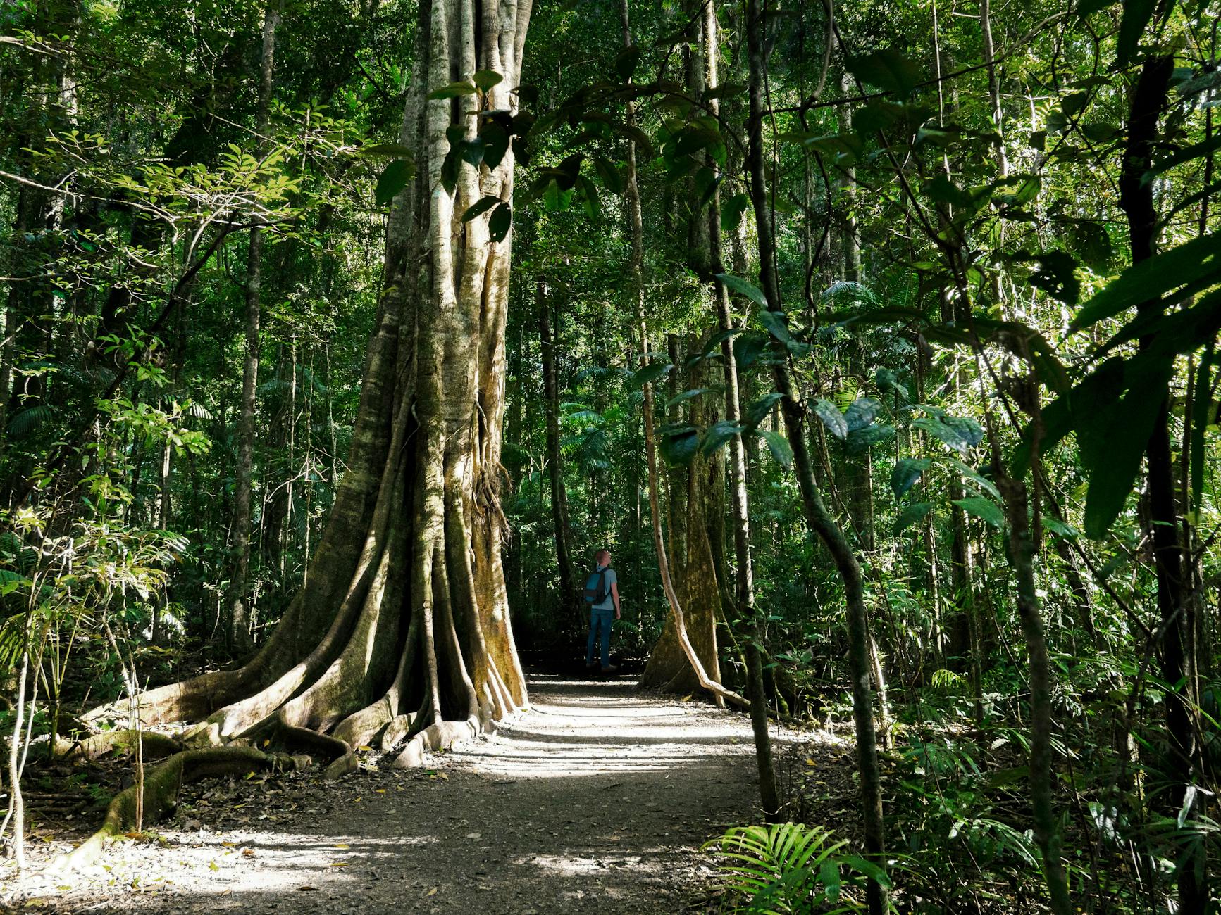 Queensland forest pathway for Brisbane trail and lookout planning.