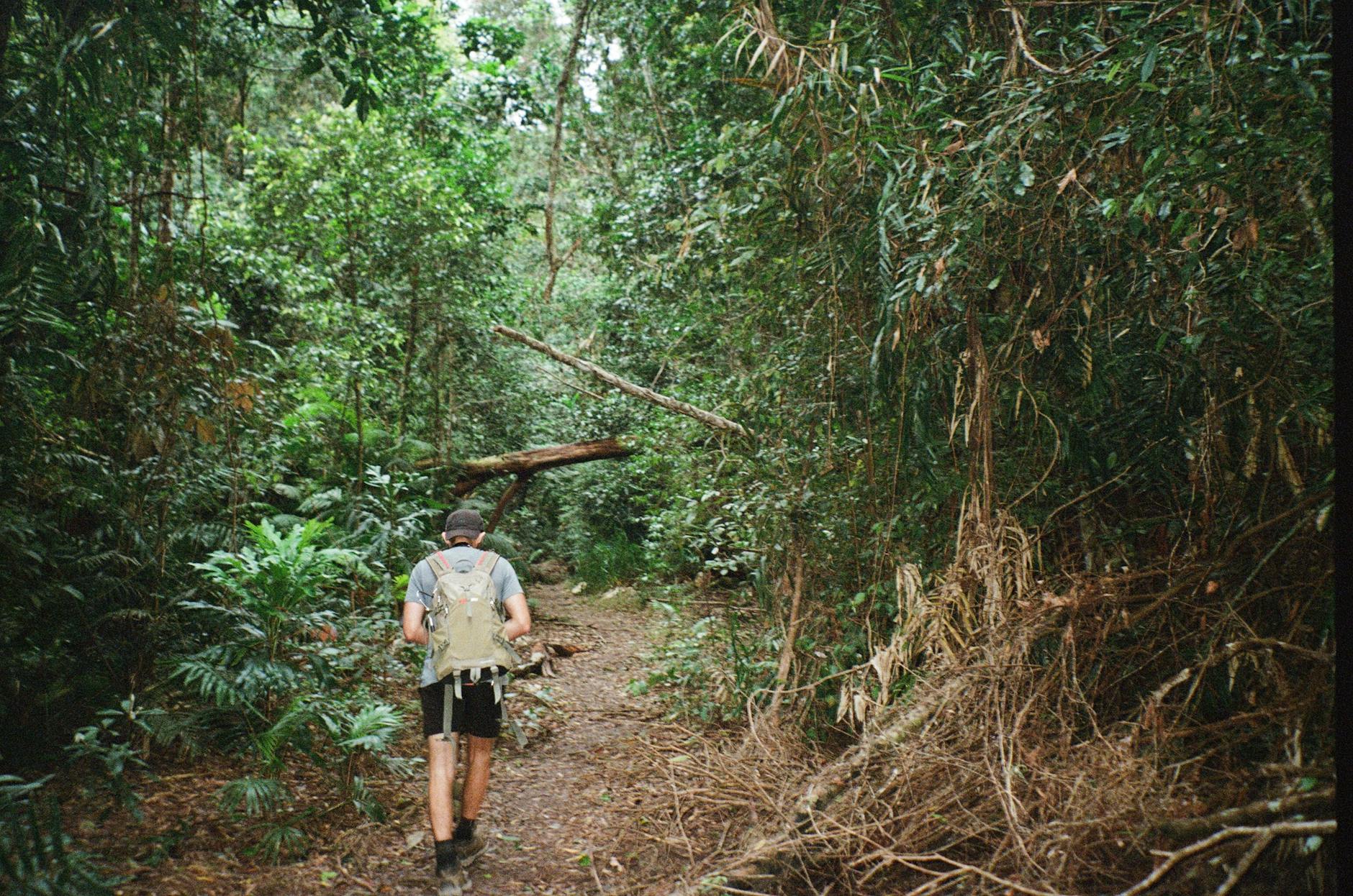 Australian rainforest trail for Brisbane outdoor weather and fitness planning.