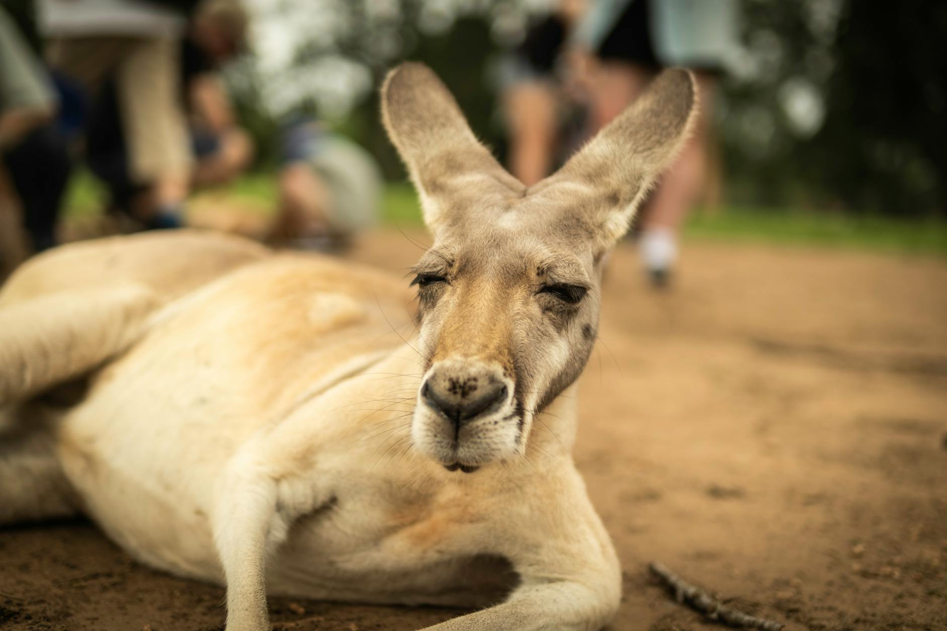Kangaroo in Brisbane for low-cost wildlife planning.