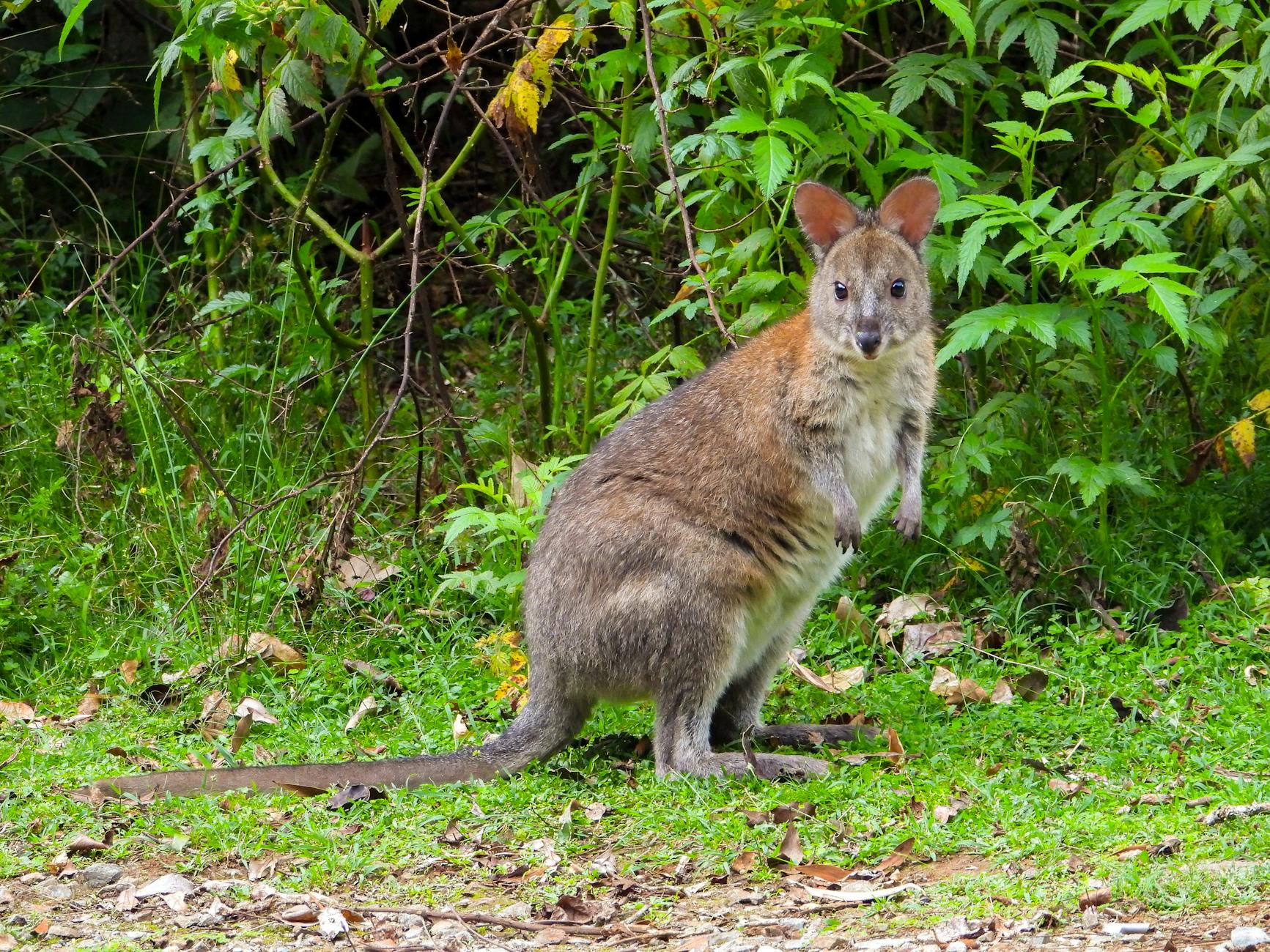 Red-necked pademelon in Brisbane for budget travel report planning.