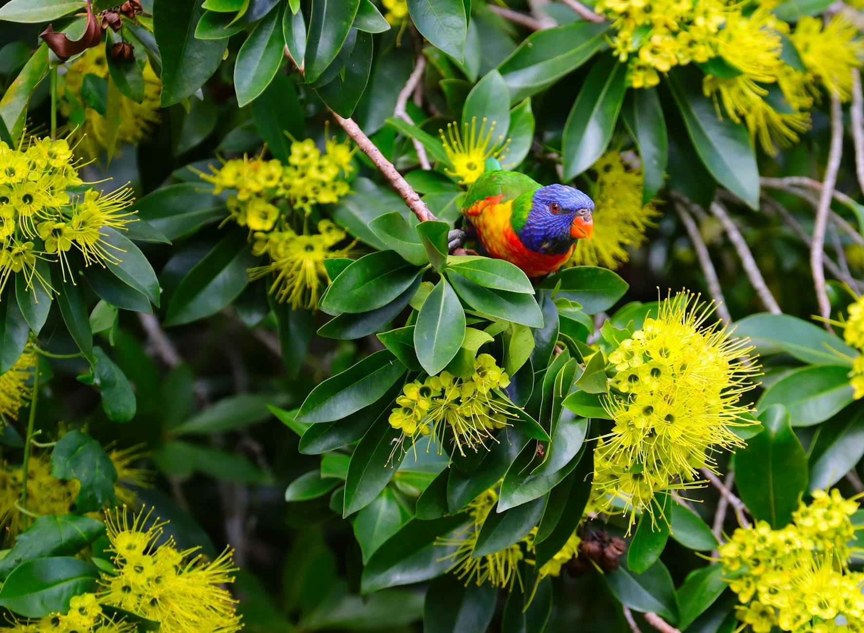 Rainbow lorikeet in Brisbane for focused city-time planning around a conference.
