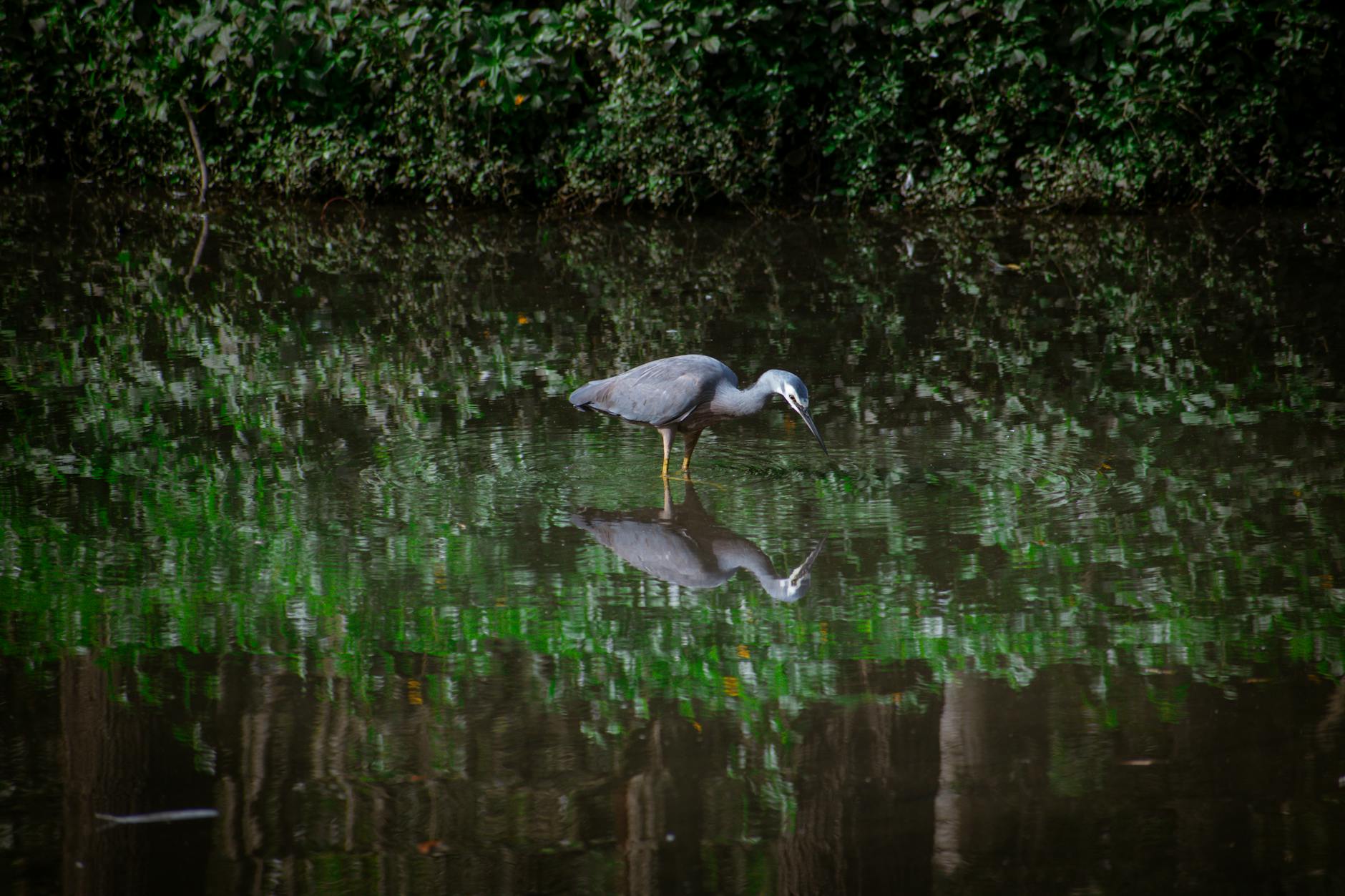 White-faced heron in a Brisbane wetland for content creator location planning.