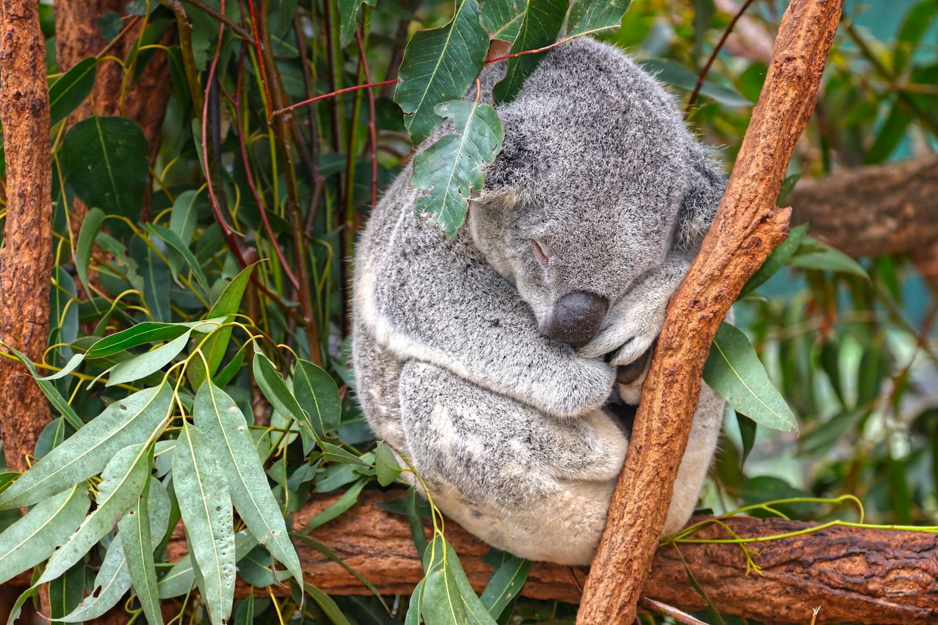 Koala in Brisbane for family route and rest-stop planning.
