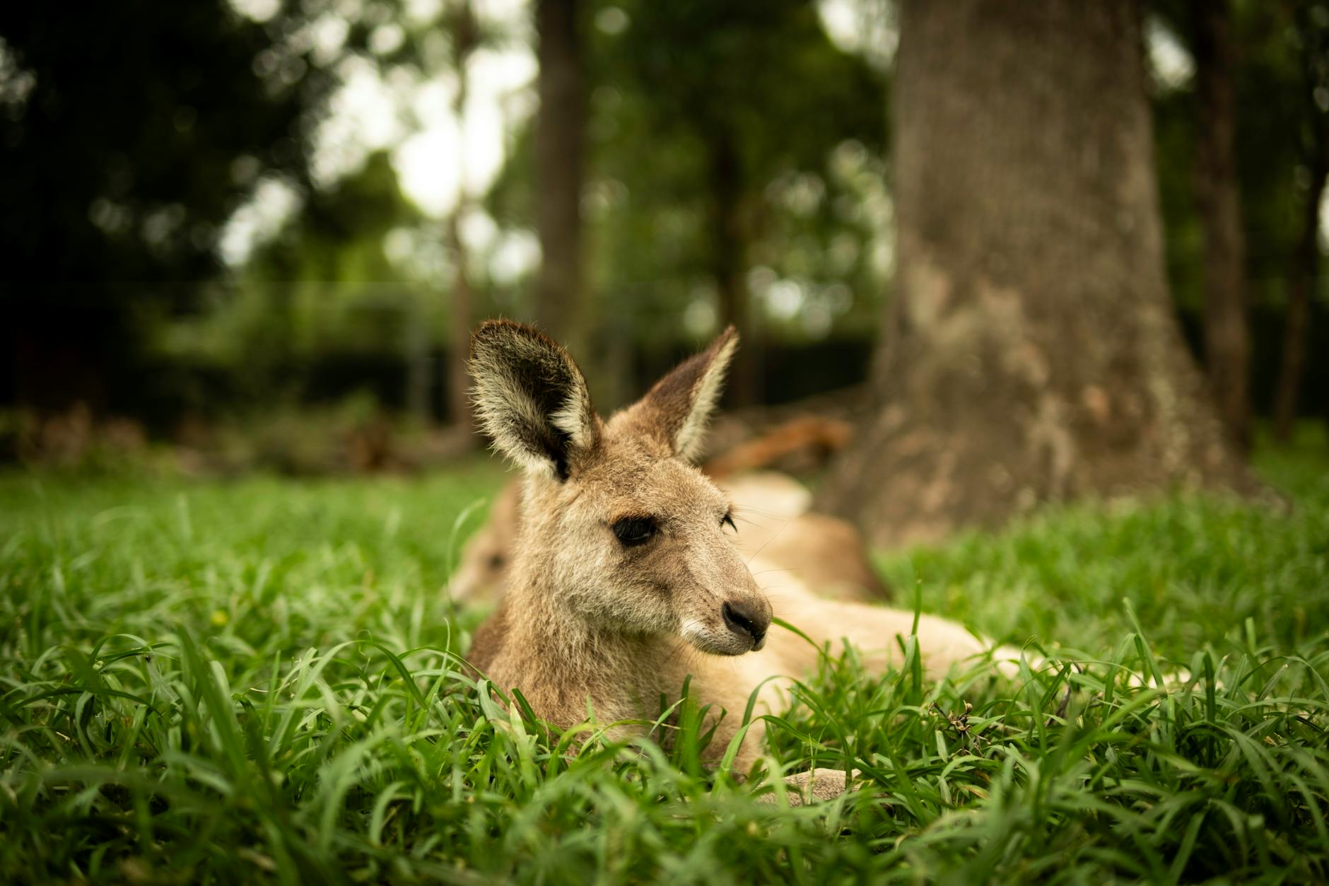 Kangaroo in a Brisbane setting for family evening recovery planning.