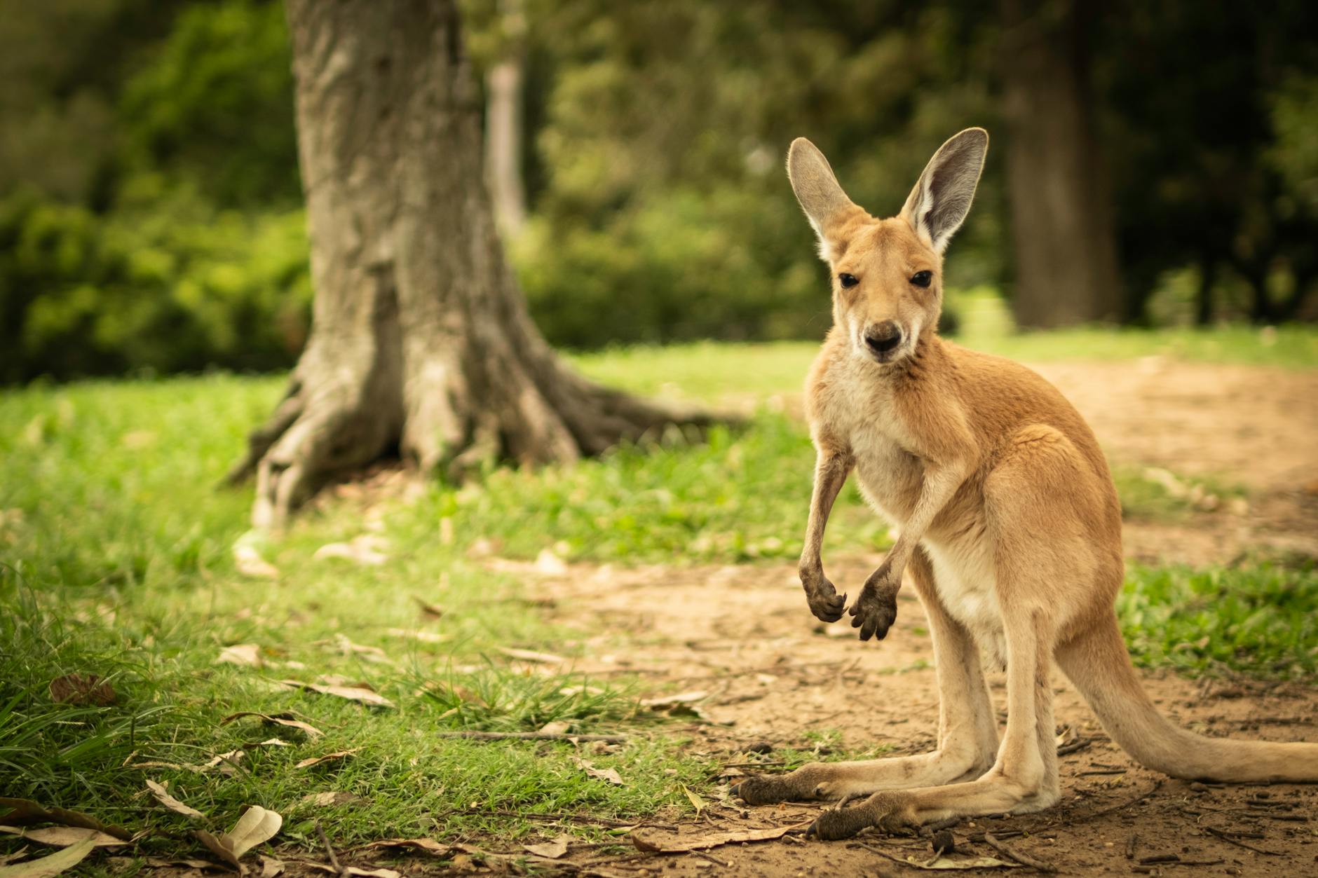 Kangaroo in a Brisbane park setting for family travel report planning.