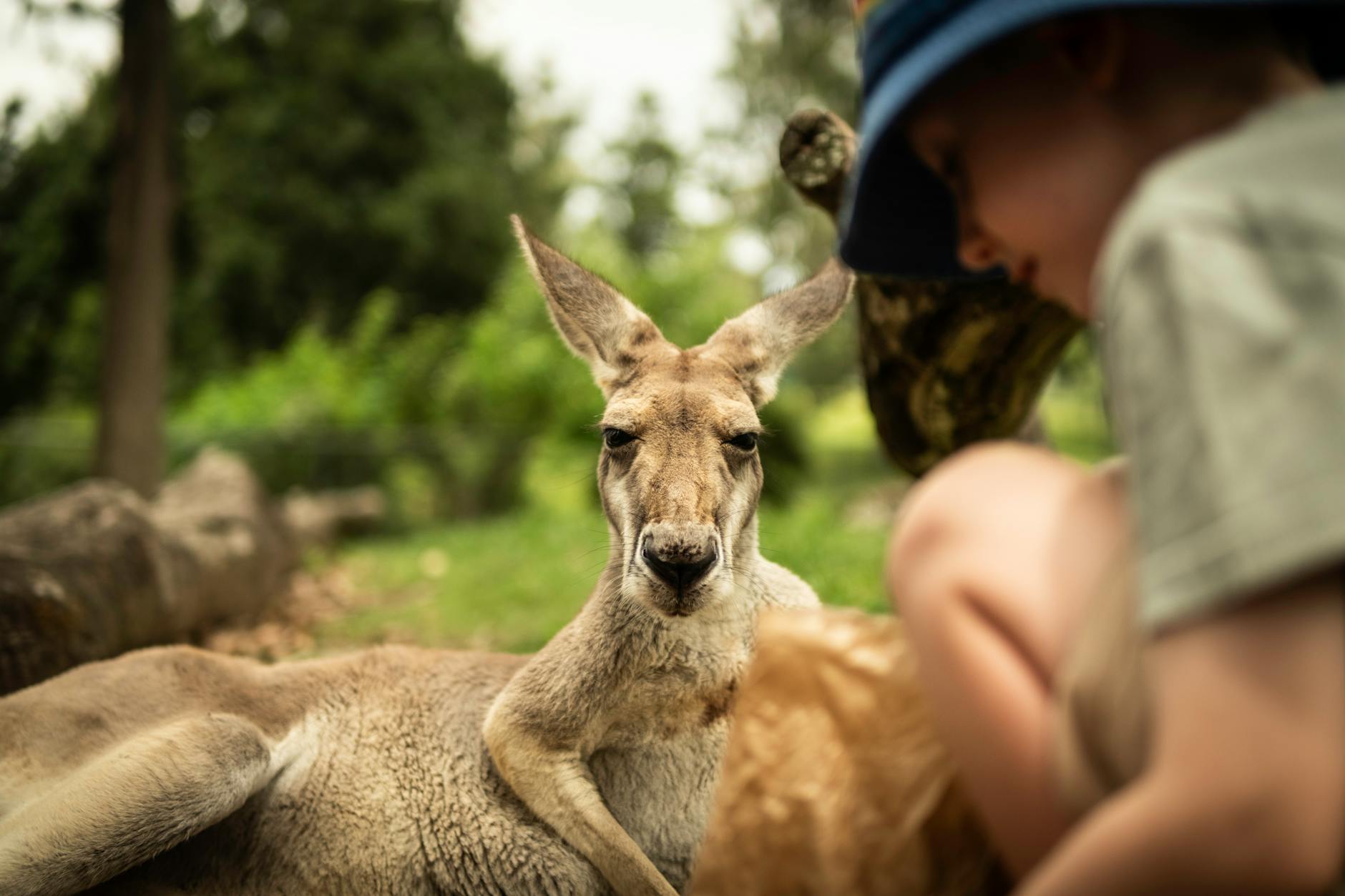 Kangaroo beside a child in Brisbane for family wildlife planning.