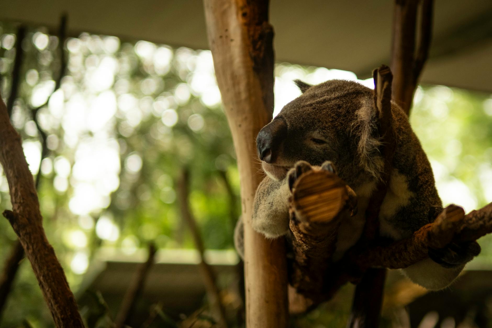Koala resting in a tree for Brisbane family rest and pacing planning.