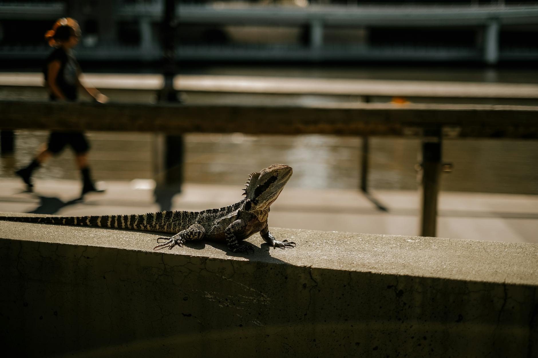 Lizard in Brisbane for repeat leisure travel planning.