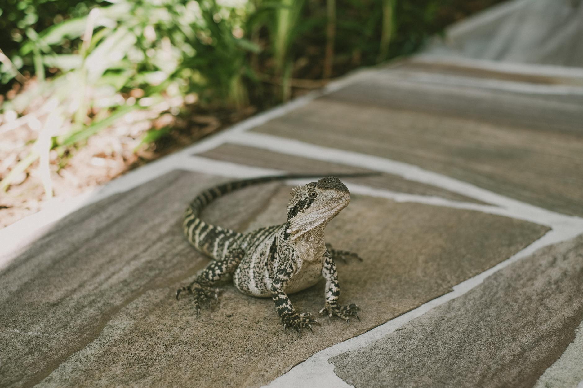Eastern water dragon in Brisbane for repeat leisure base planning.