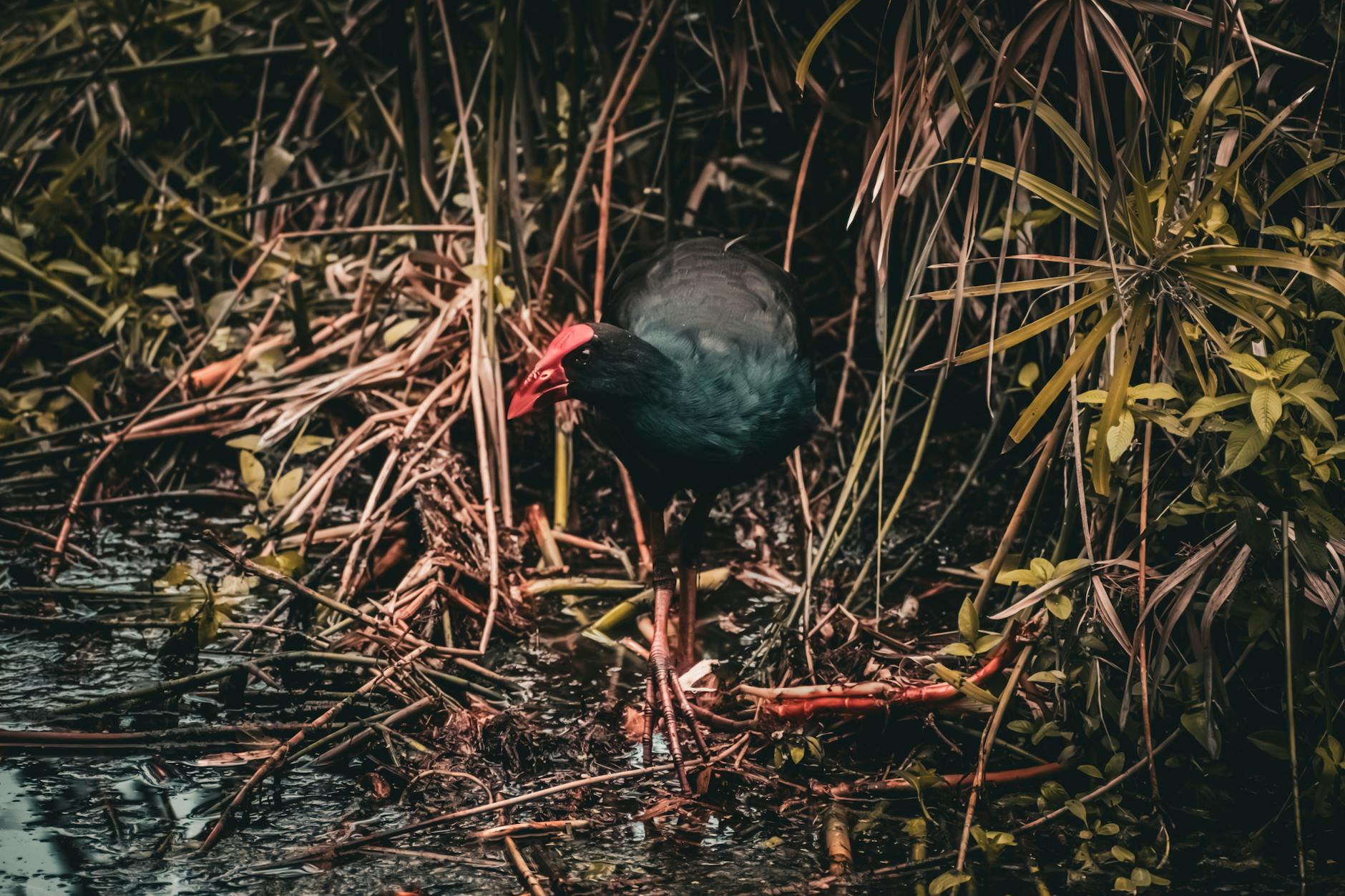 Purple swamphen at Mount Coot-tha for flexible repeat leisure planning.