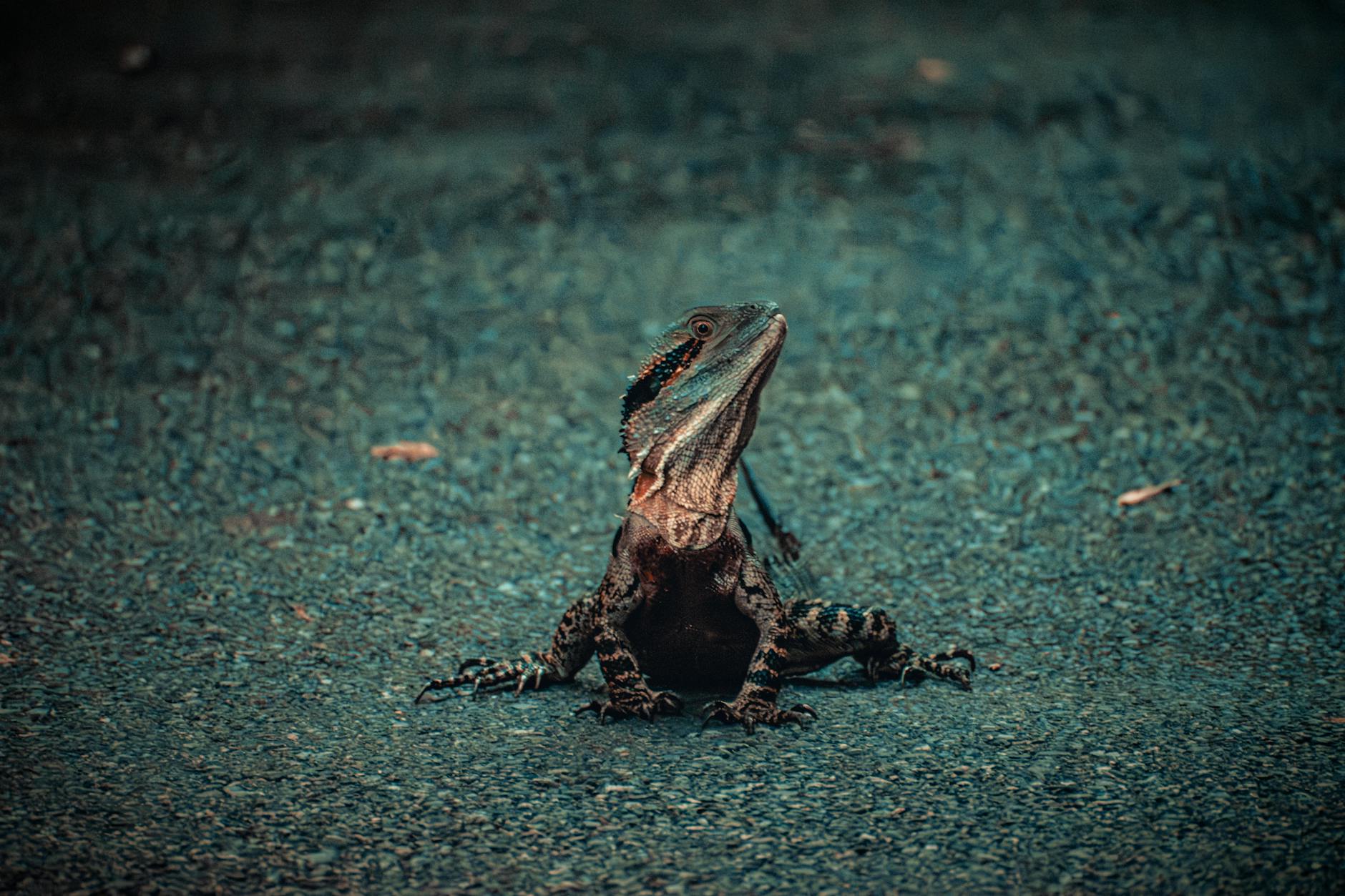 Forest-floor lizard at Mount Coot-tha for slower Brisbane leisure planning.