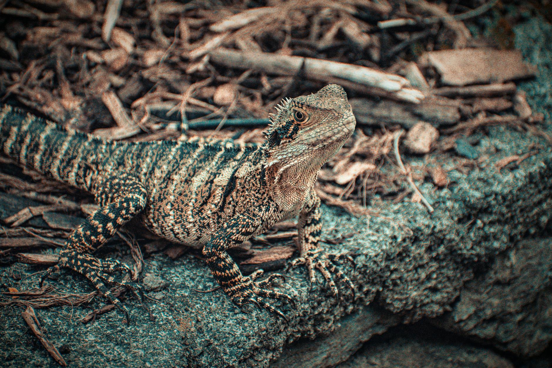 Camouflaged garden lizard for repeat Brisbane route planning.