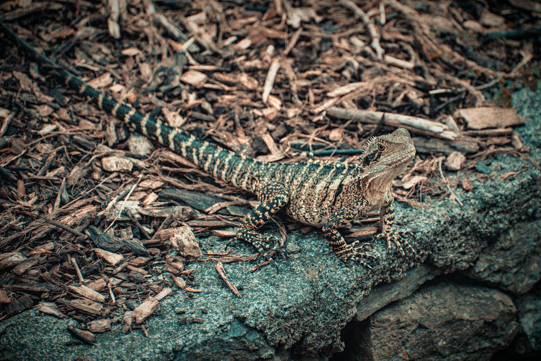 Mount Coot-tha lizard for repeat Brisbane nature planning.
