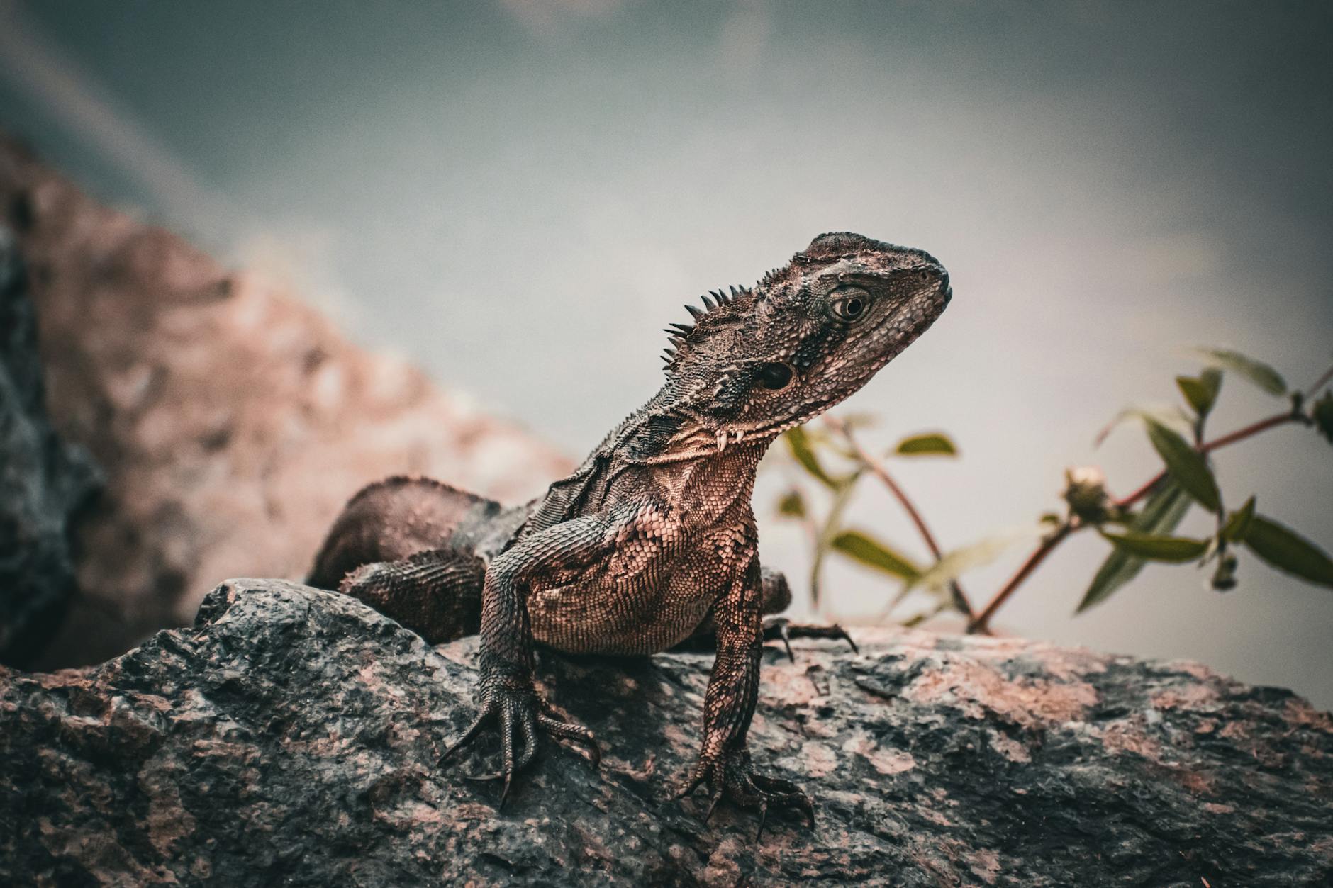 Australian water dragon at Mount Coot-tha for repeat nature planning.