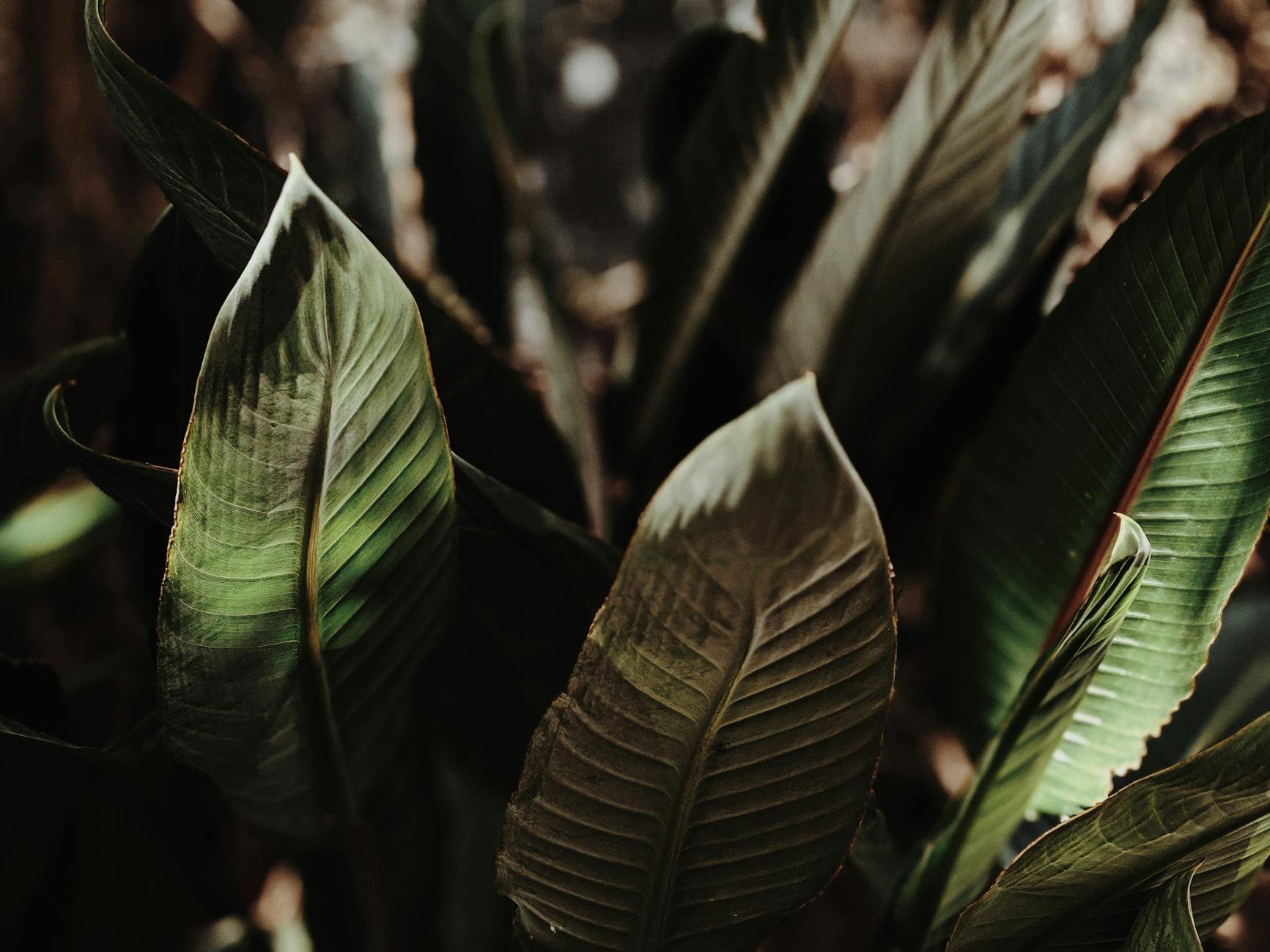 Green leaves in Brisbane for repeat leisure travel report planning.