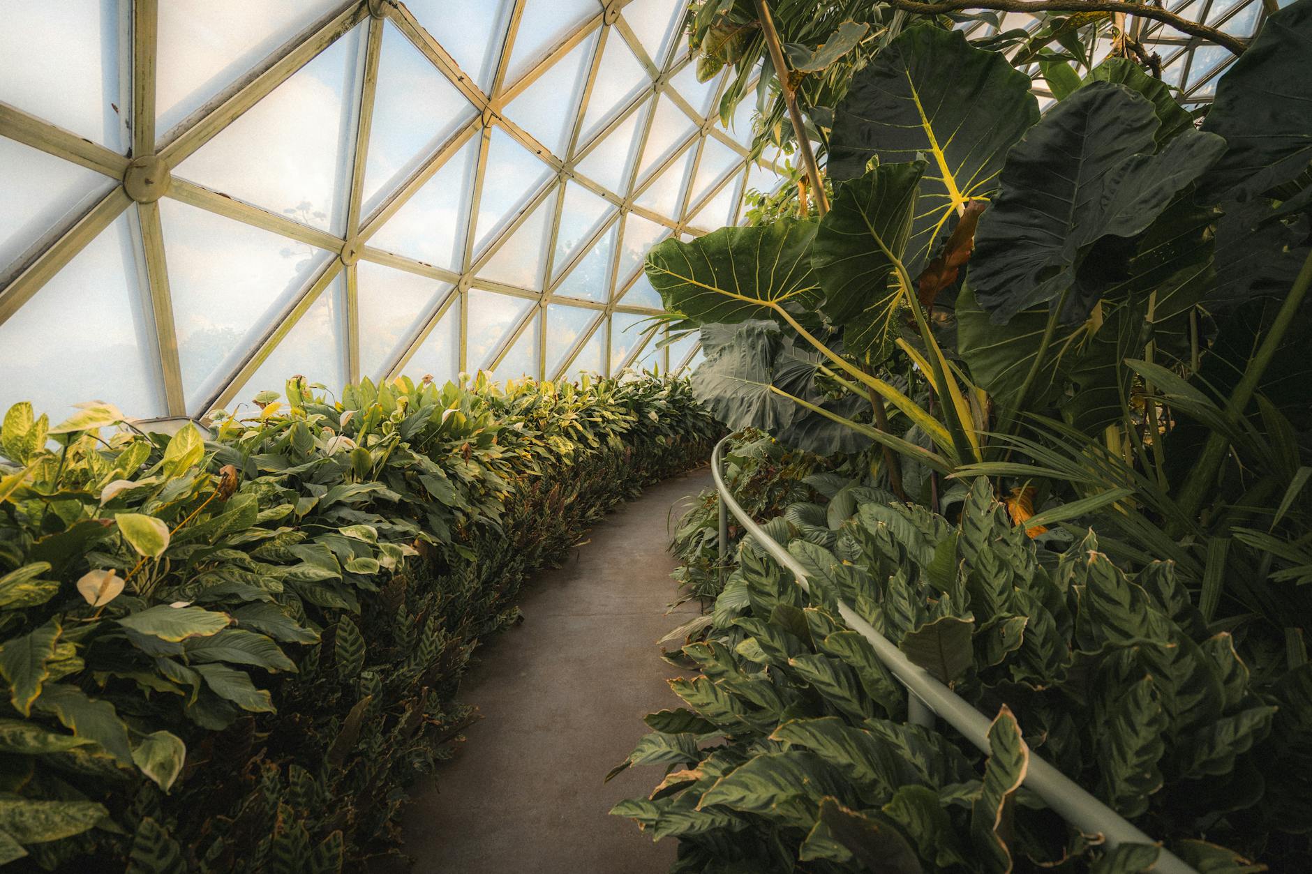 Greenhouse at Brisbane Botanic Gardens for solo quiet-time planning.