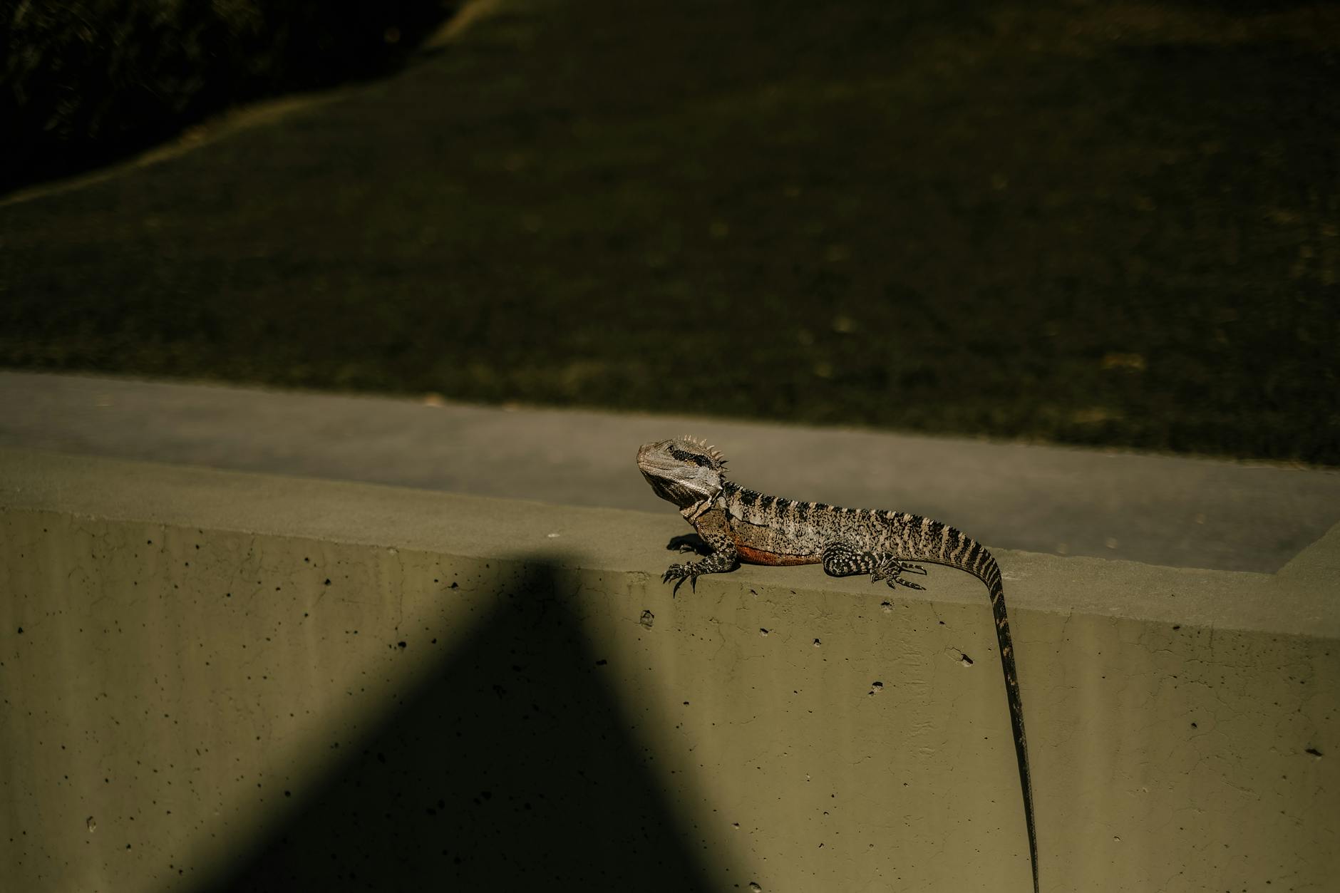 Australian water dragon in Brisbane for tourist wildlife planning.