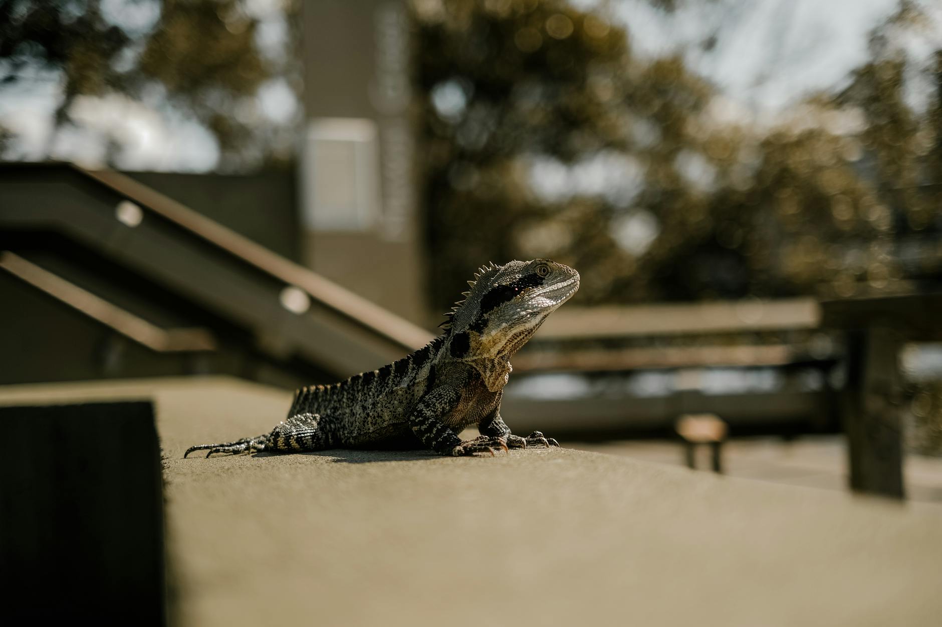 Australian water dragon in Brisbane for tourist travel report planning.