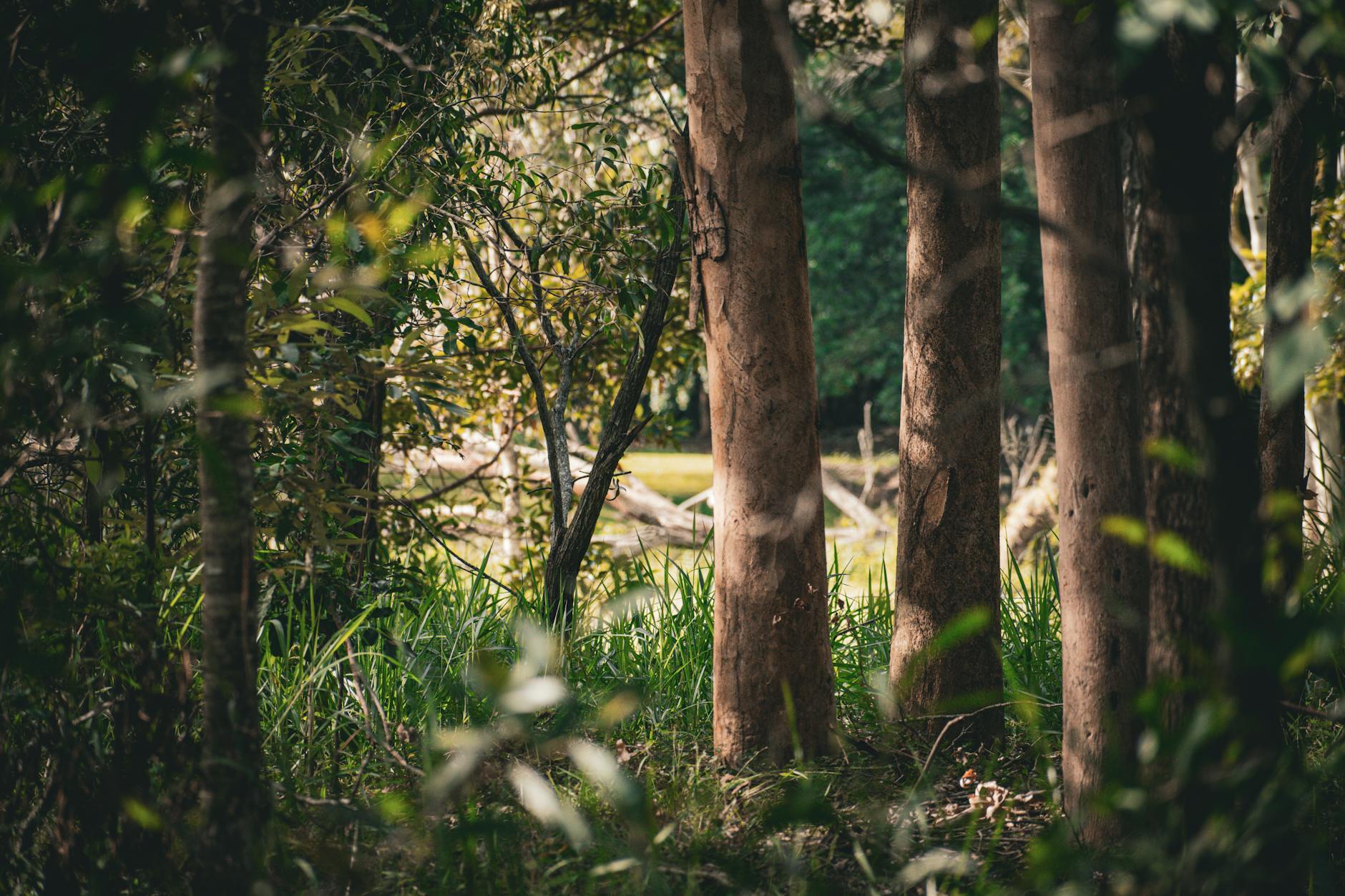 Sun-dappled Brisbane forest for tourist recovery and pacing planning.