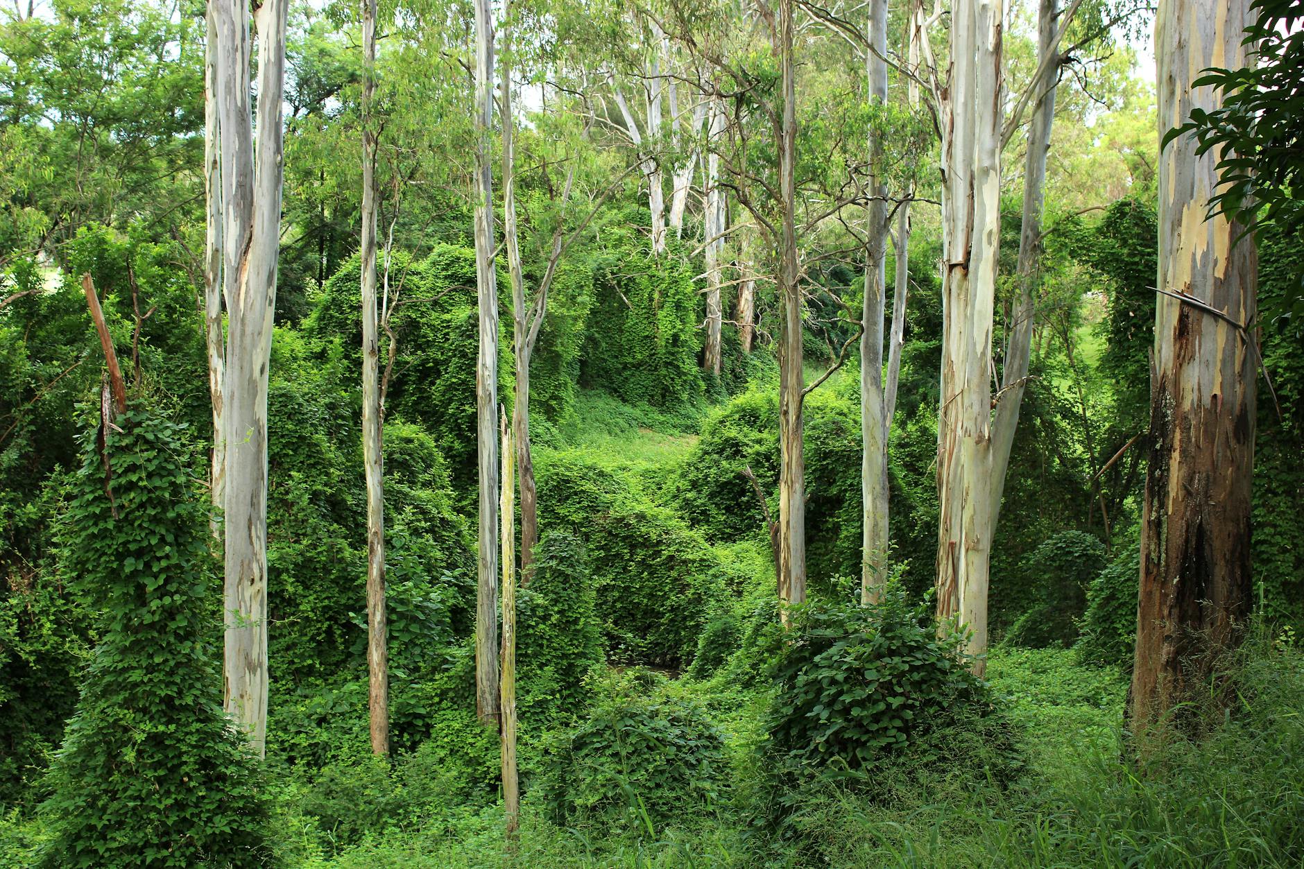 Moggill eucalyptus forest for Brisbane shade and weather planning.