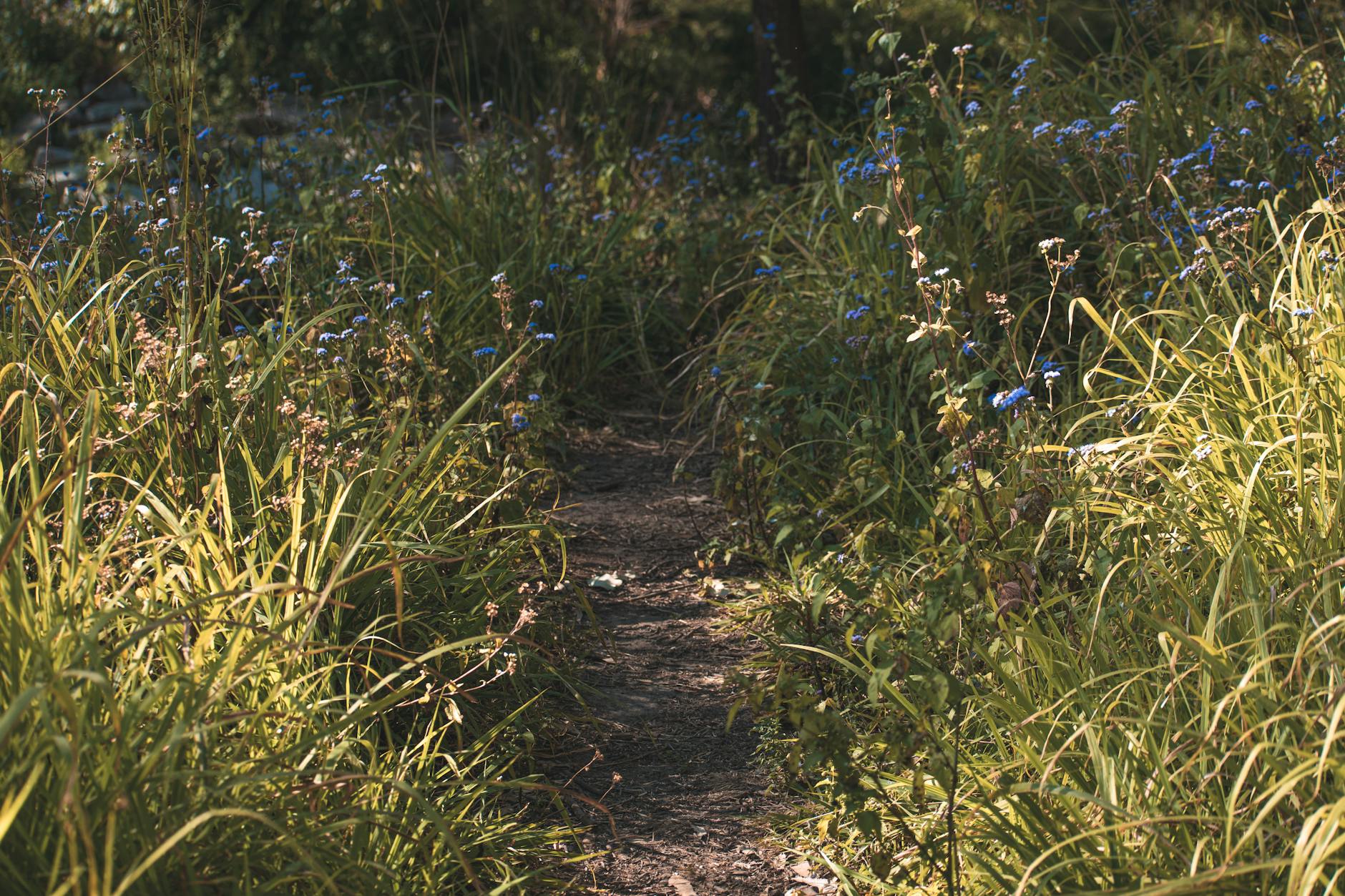 Brisbane bush trail with wildflowers for weather and rest planning.