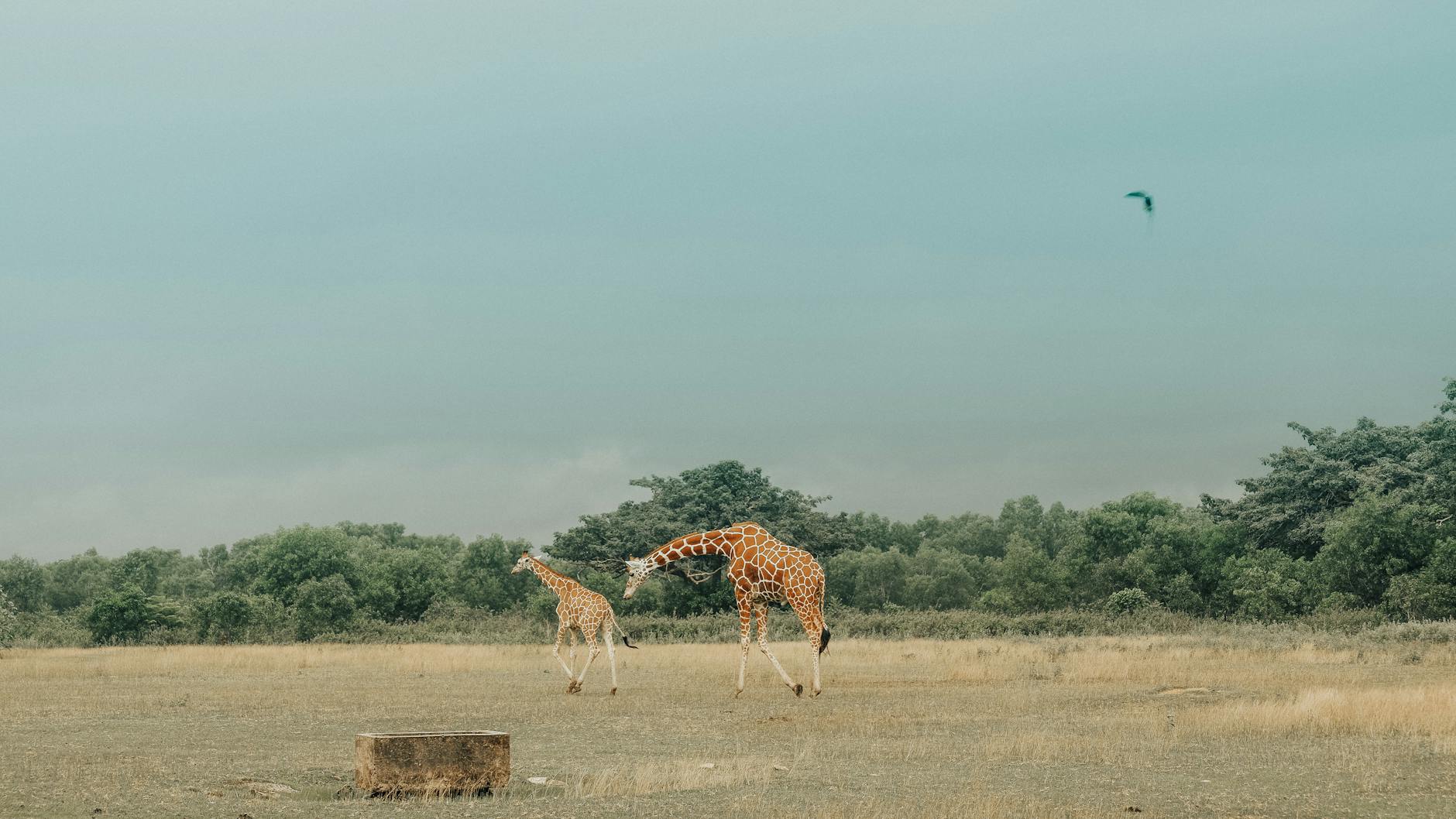 Two giraffes gracefully roaming across a serene savanna landscape under a clear sky.