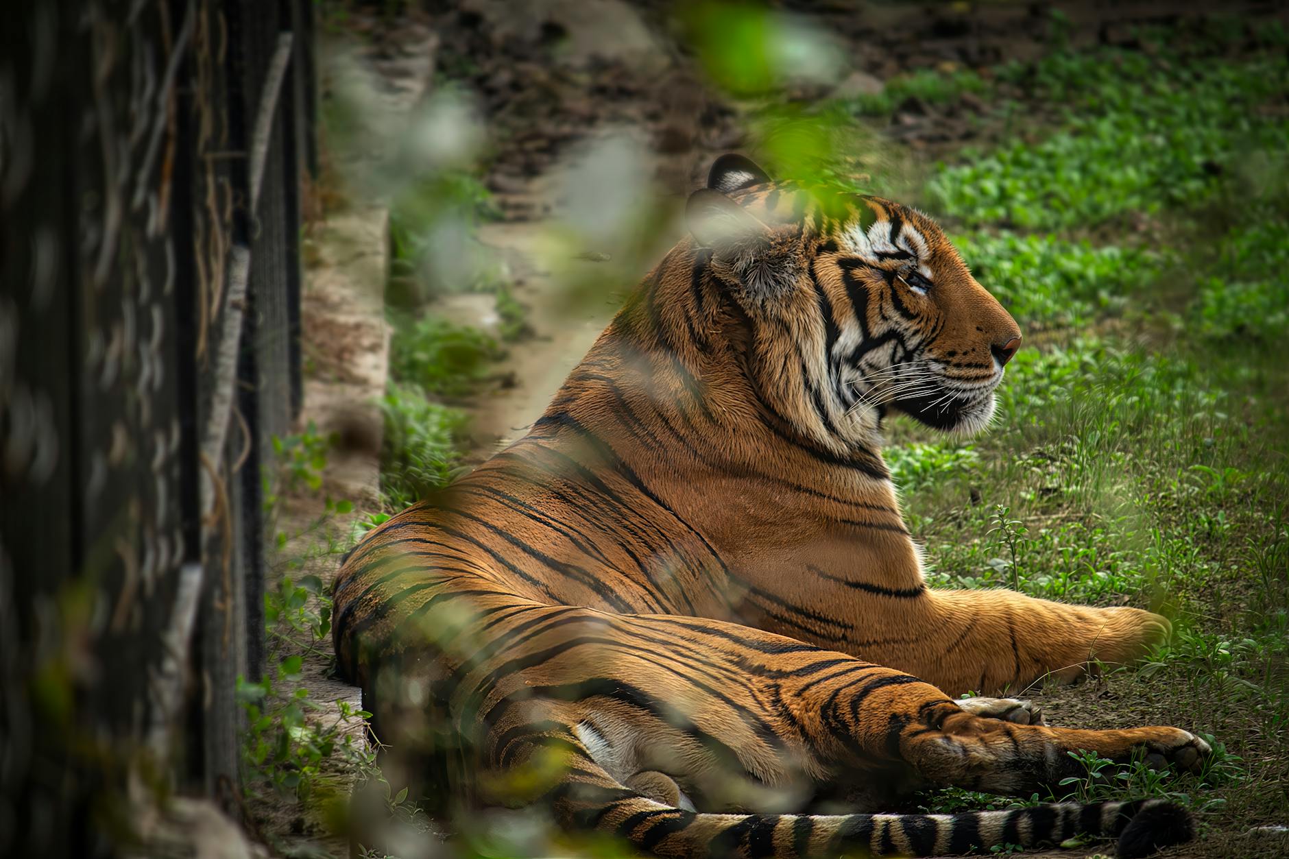Bengal tiger at Delhi Zoo for family-friendly outing planning.