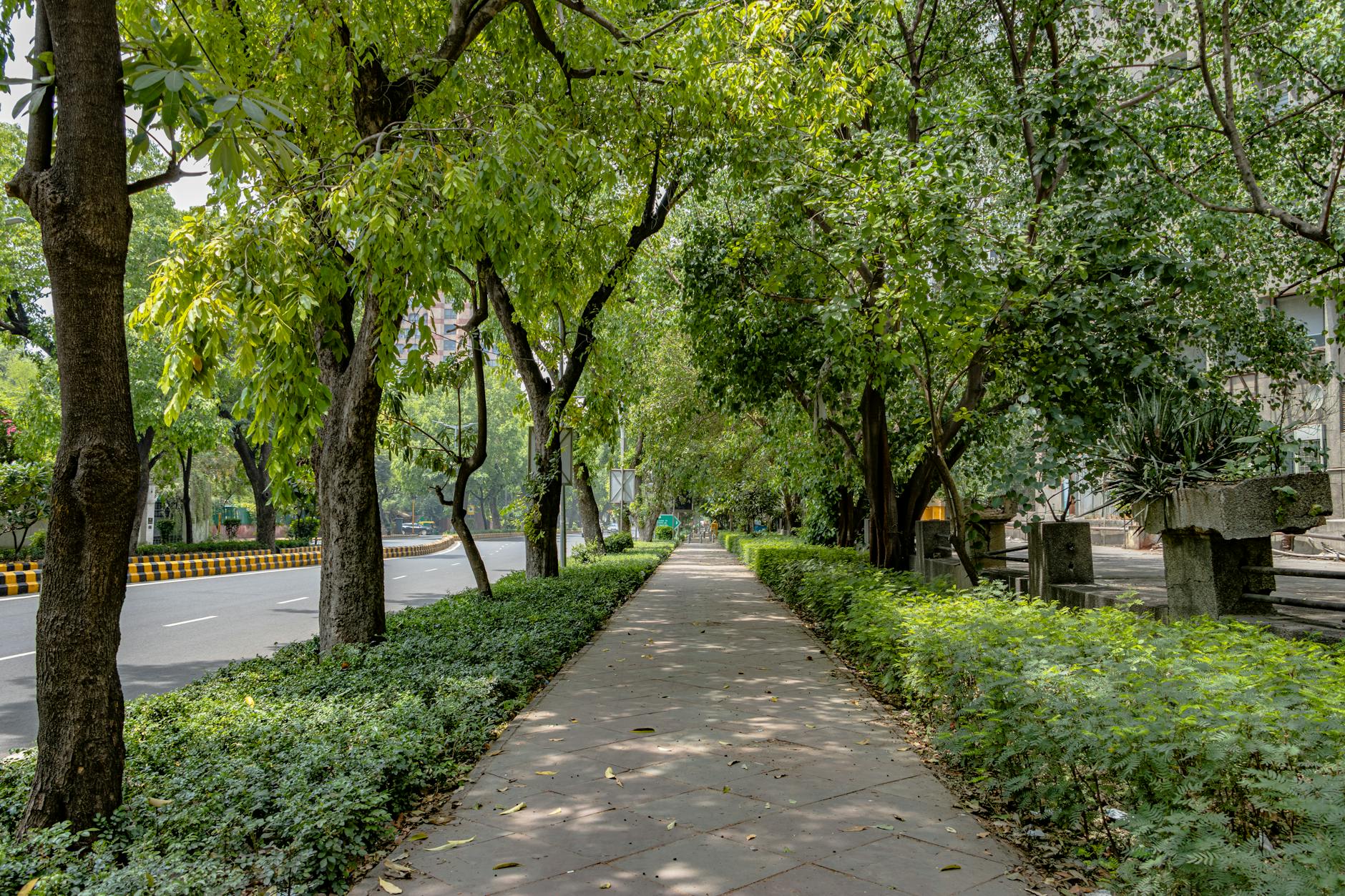 Tree-lined New Delhi path for low-impact sightseeing planning.