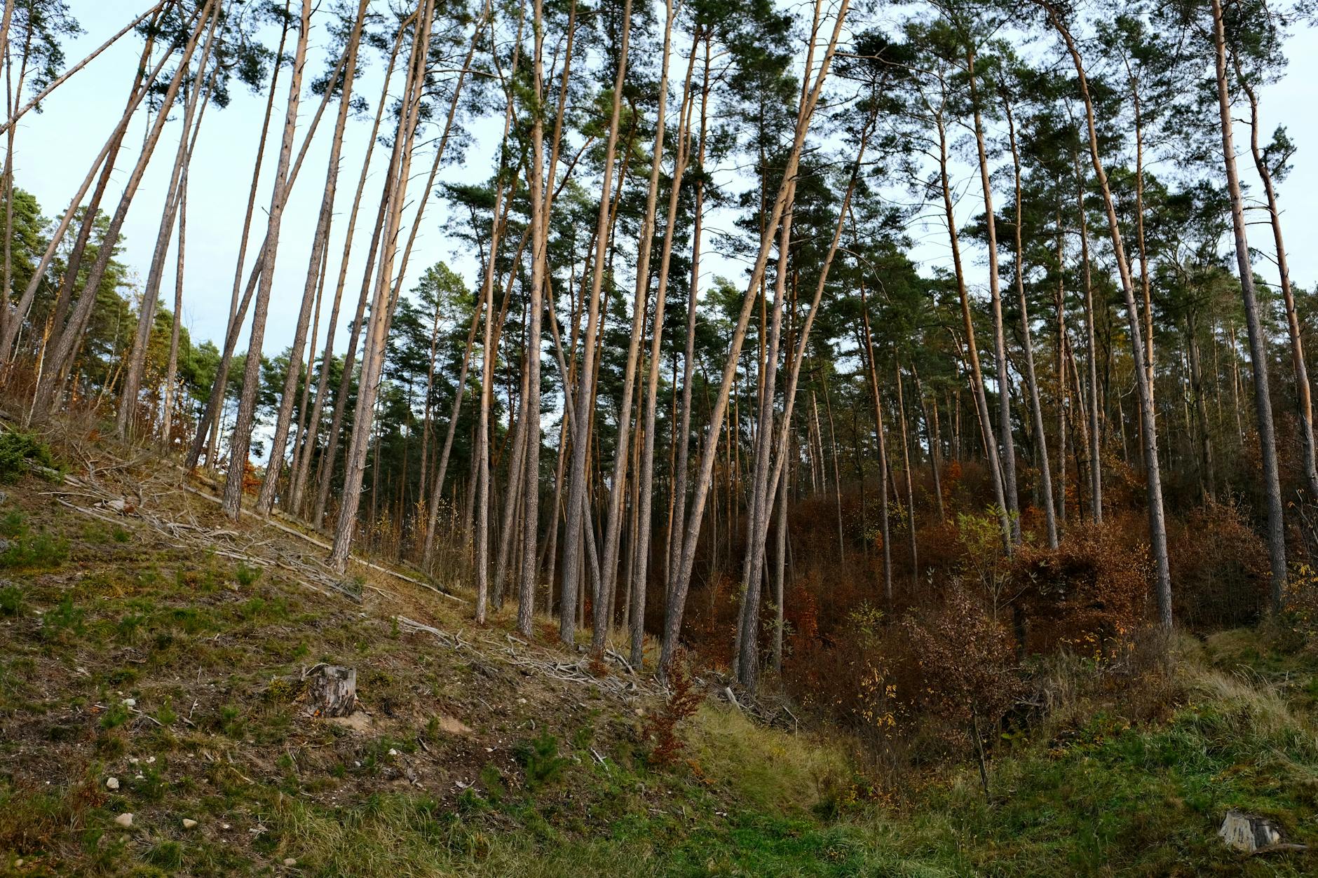 Polish outdoor trail for Gdansk cycling and movement planning.
