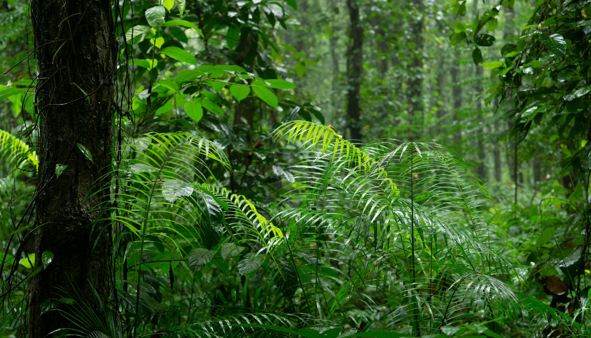 Penang outdoor geography and base-planning context.