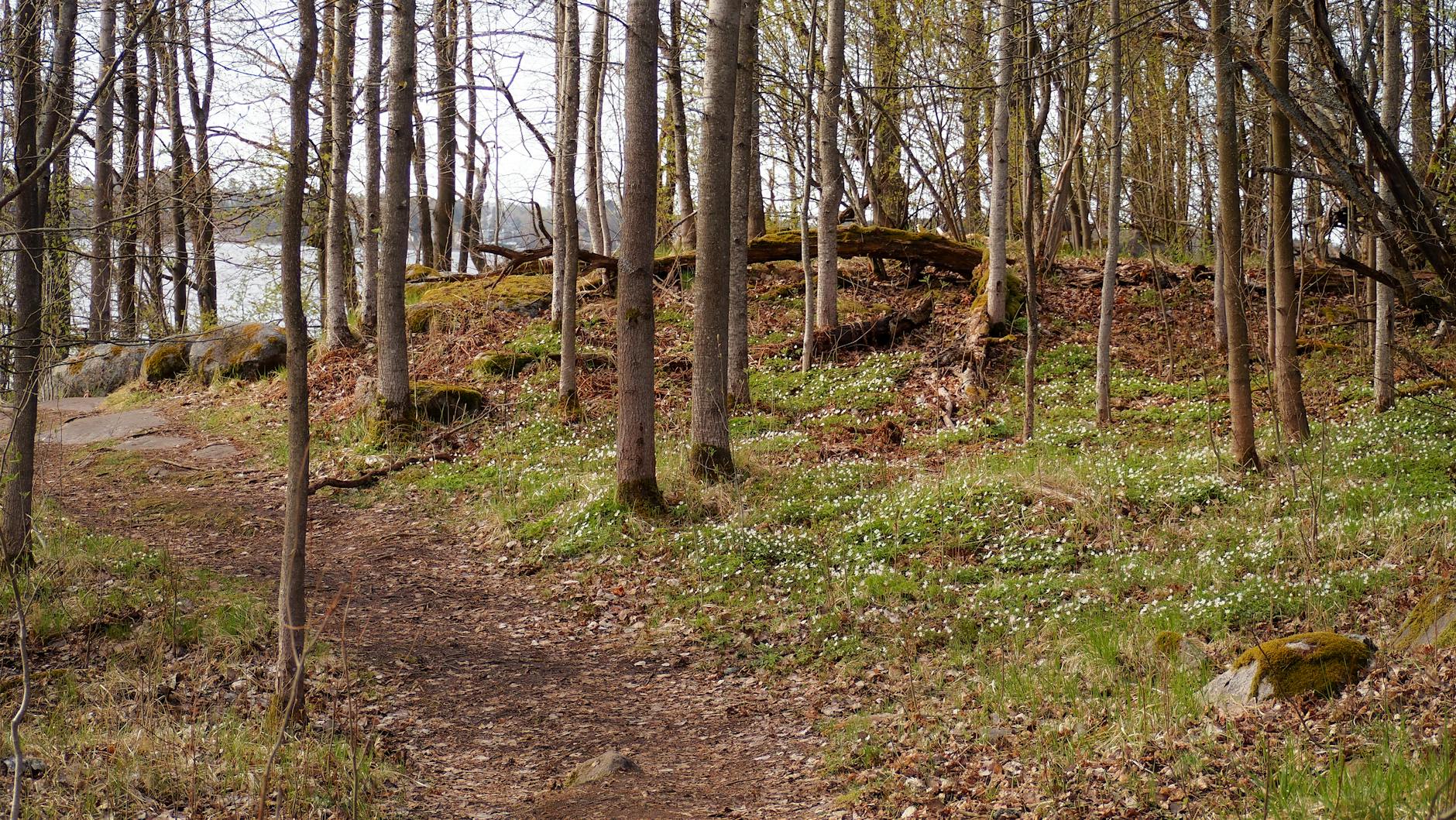 Helsinki forest path for weather-aware outdoor planning.