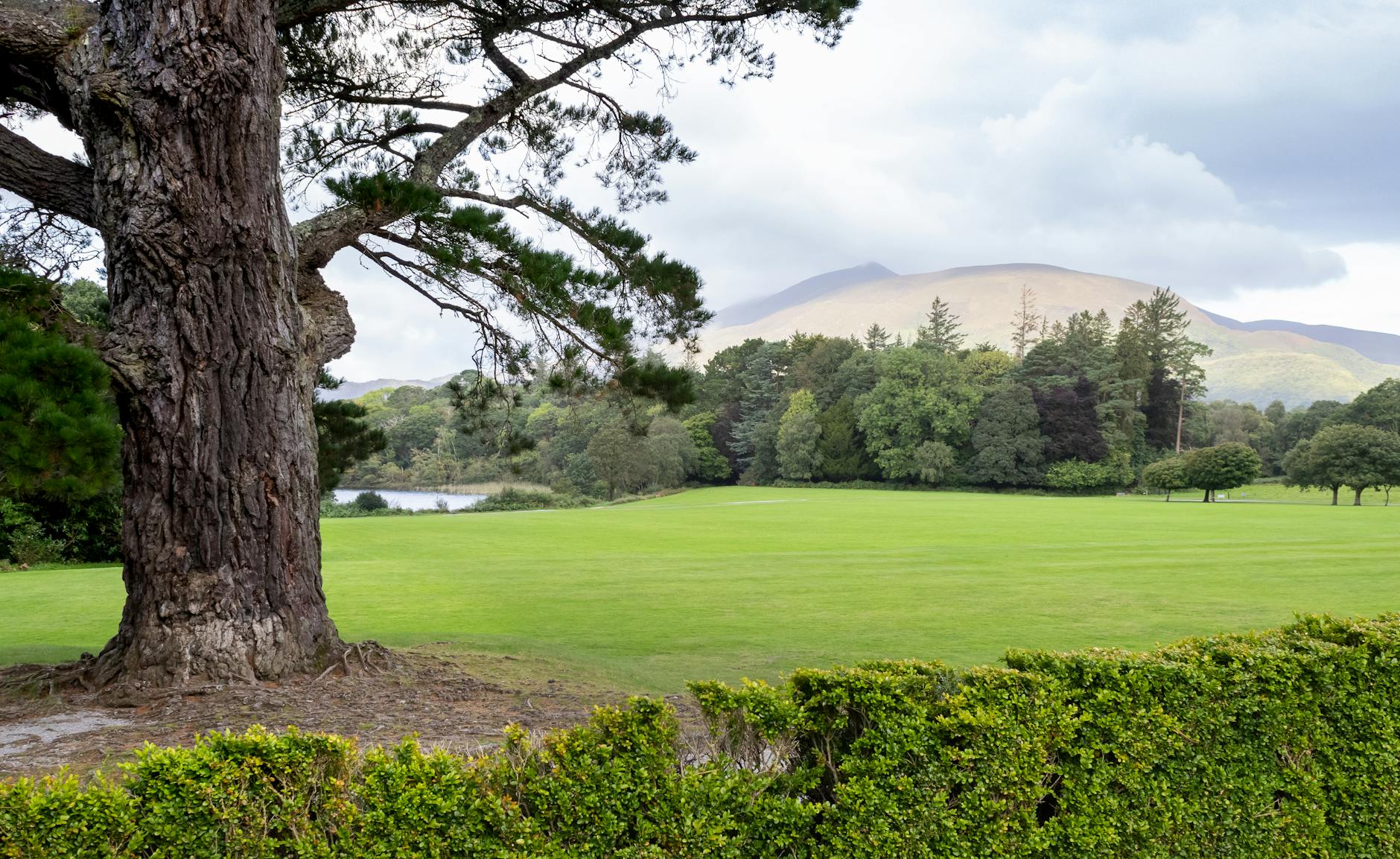 Lush green landscape in Muckross, Ireland showcasing vibrant nature and serene scenery.