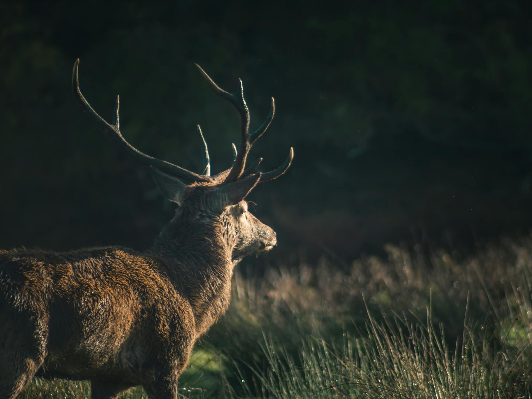 Stunning image of a deer in the wild at Killarney, Ireland, captured in serene morning light.