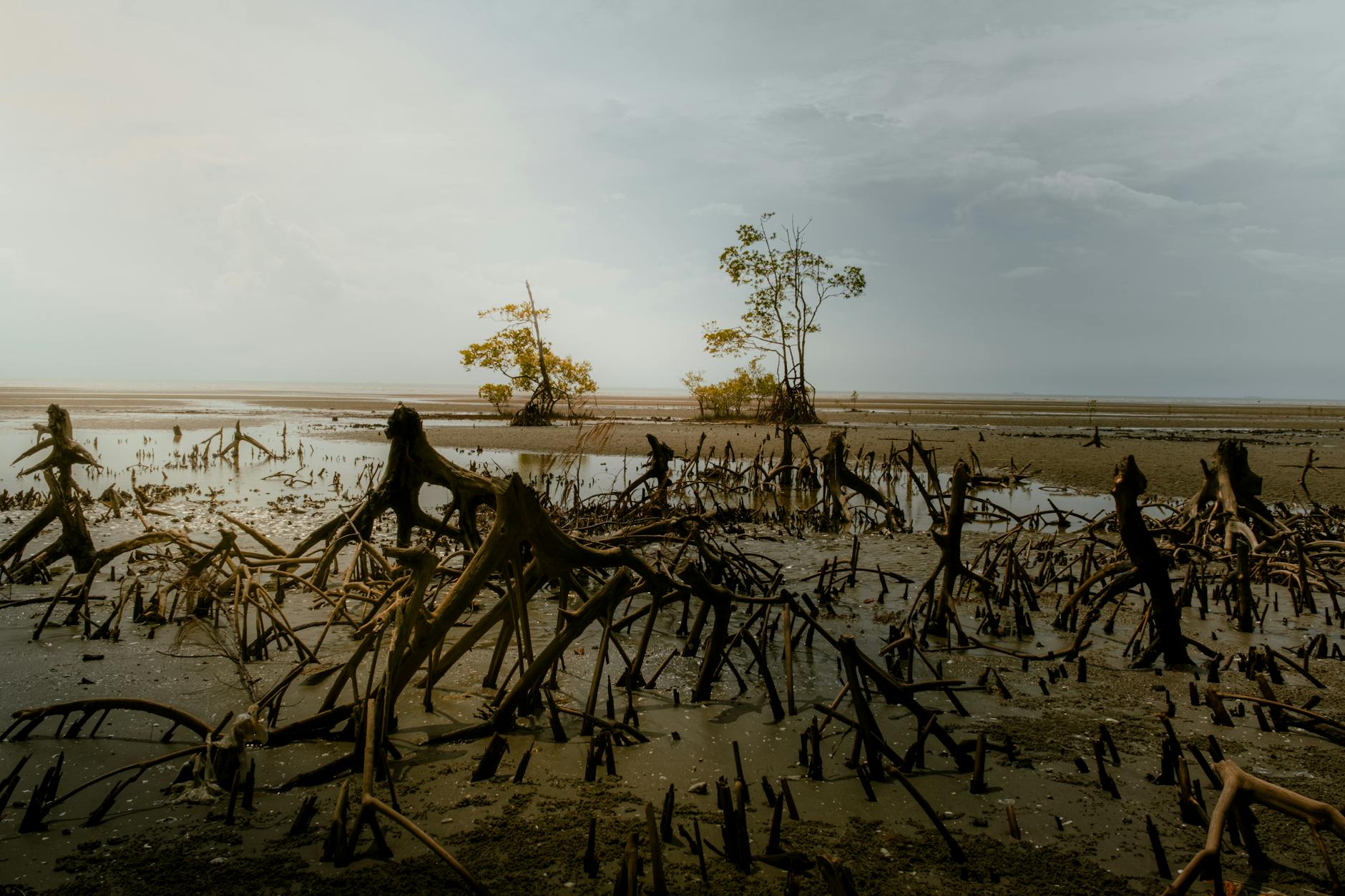 Langkawi mangrove and conservation-volunteer planning context.