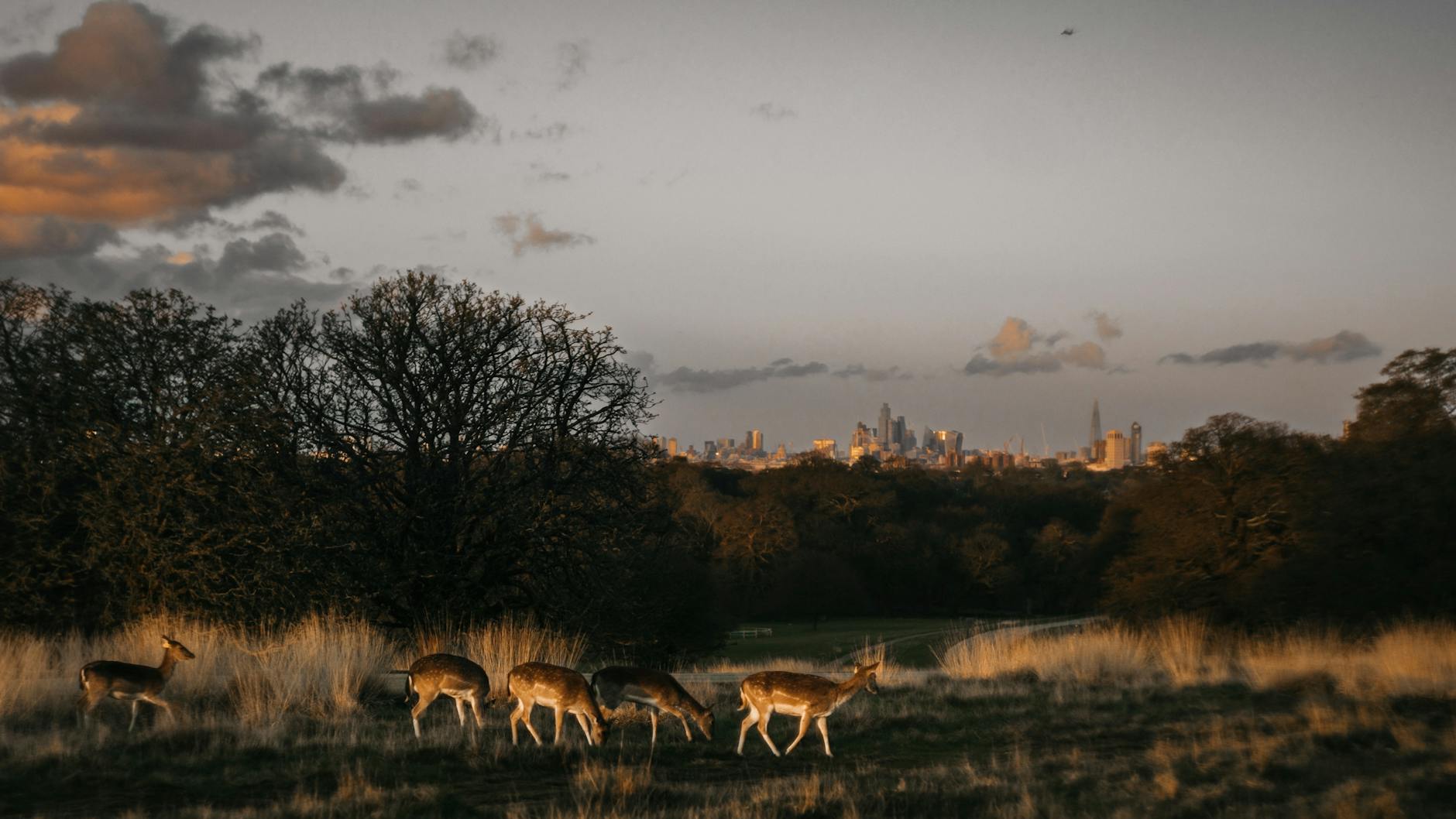 Deer grazing in Richmond Park with the London skyline beyond