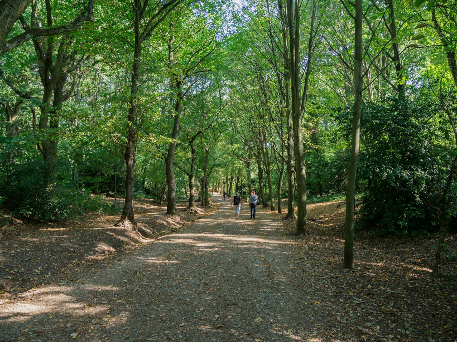 Walking path through Hampstead Heath in London