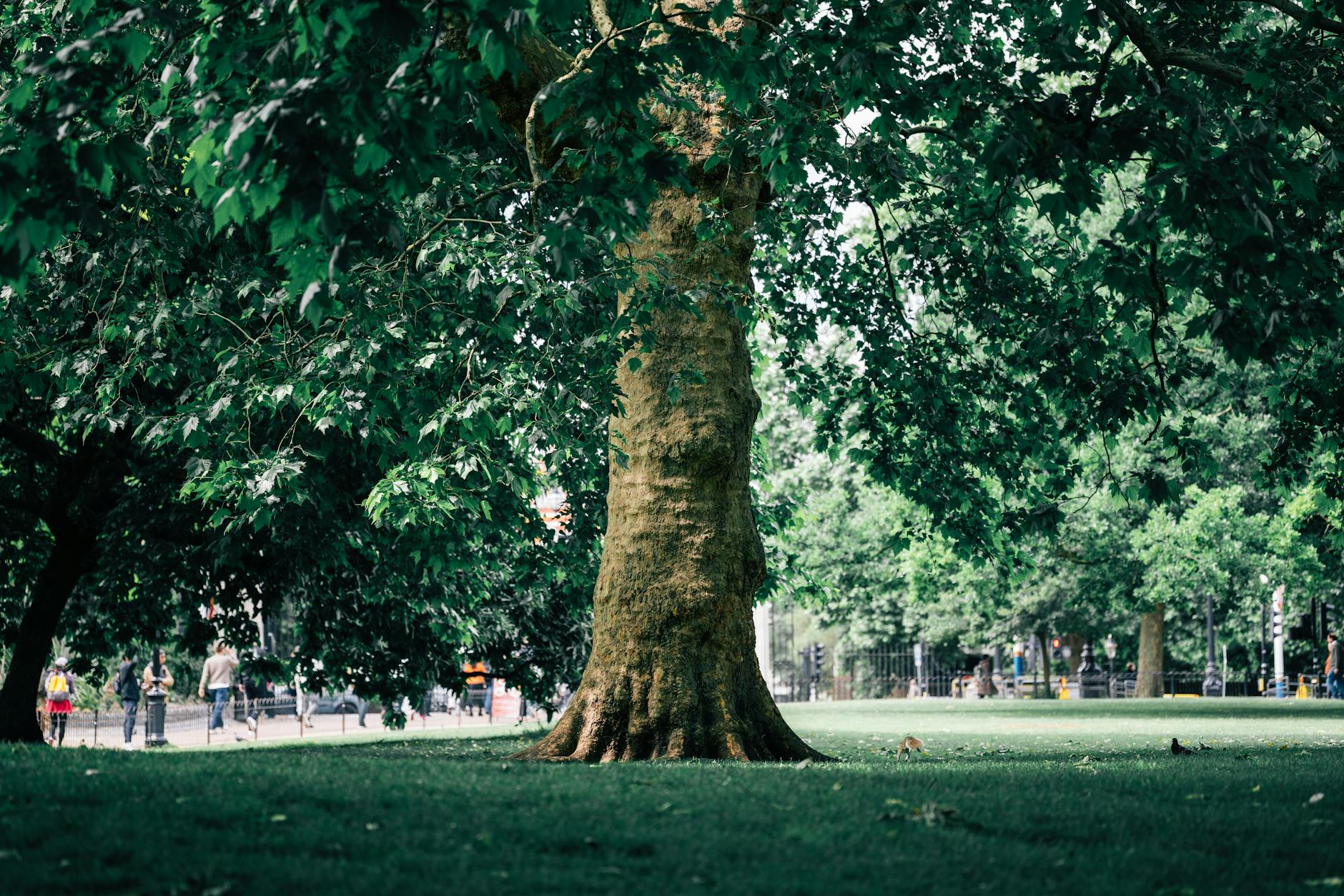 London park scene for free and low-cost recovery time