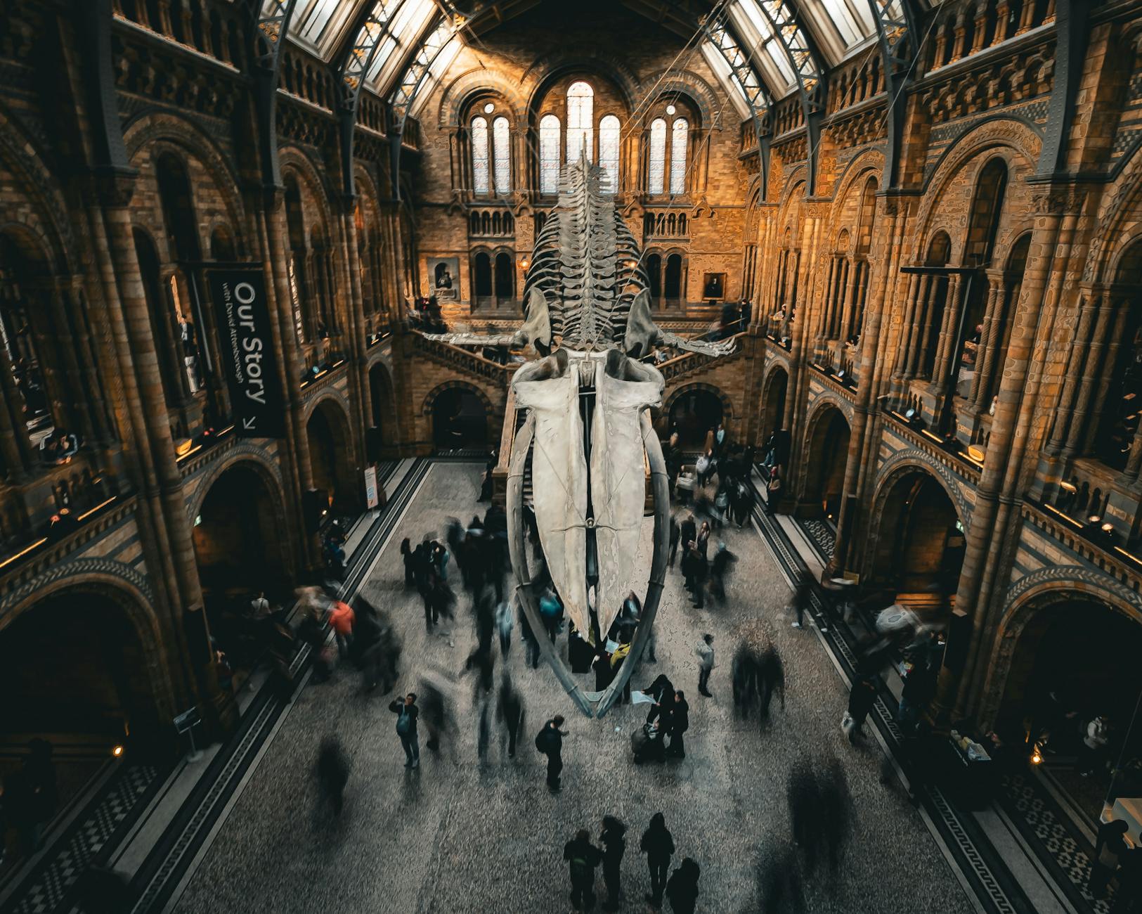 Natural History Museum hall in London with visitors and whale skeleton