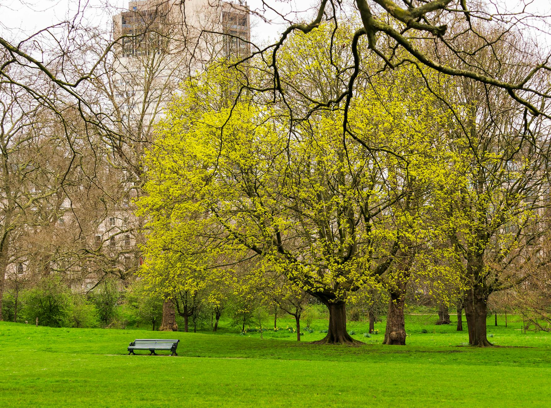 Quiet London park bench and spring trees for rest planning