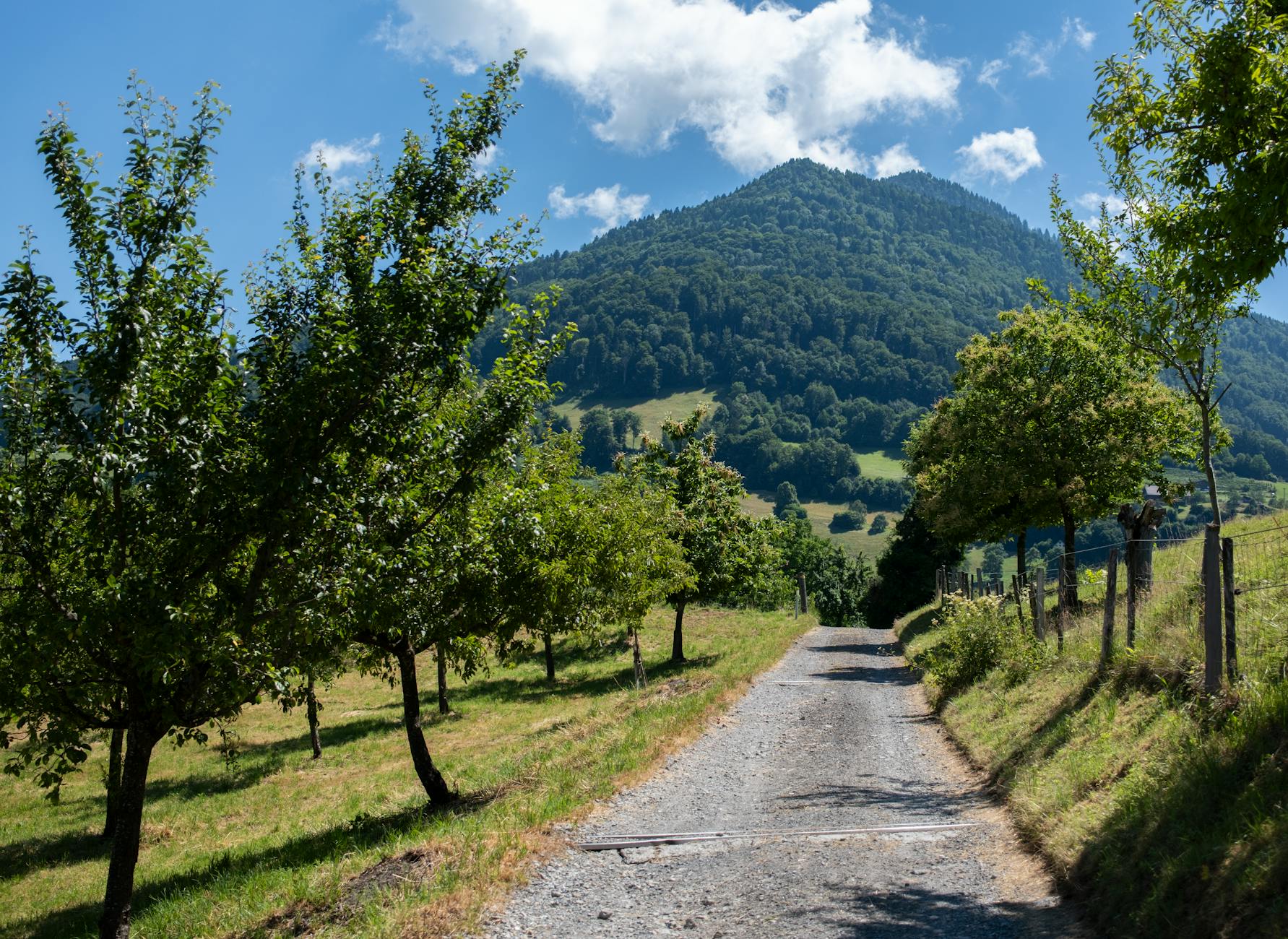 Sunny Swiss mountain path for Lucerne outdoor transport and trail planning.