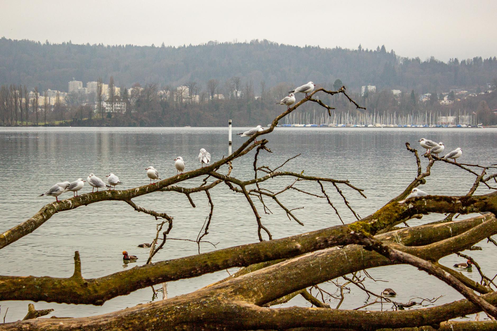 Seagulls on Lake Lucerne context for family travel report planning.