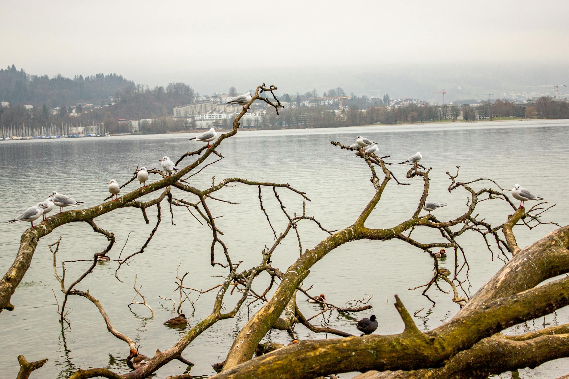 Misty Lake Lucerne view for quiet recovery and flexible travel planning.