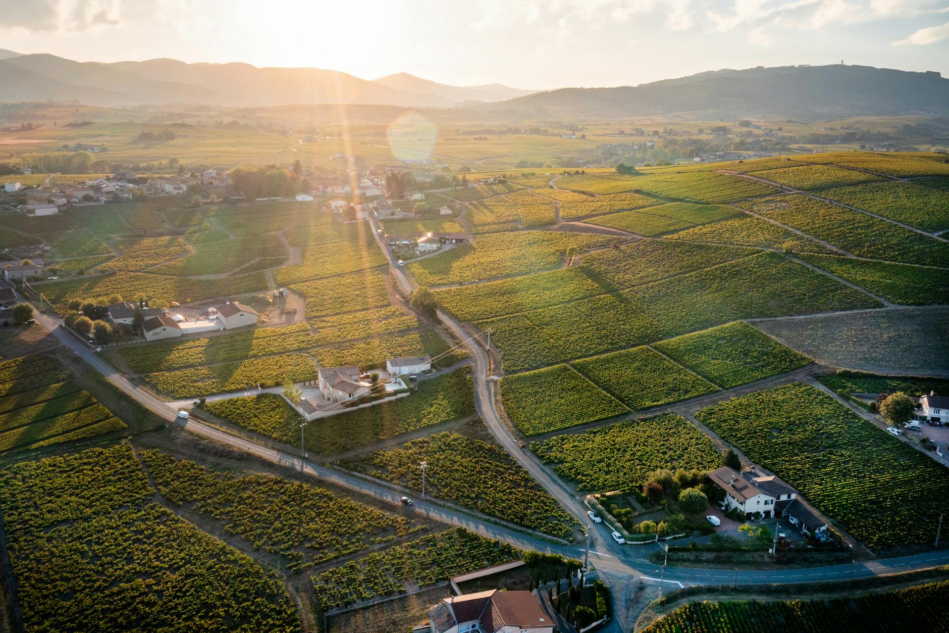 Vineyards in Villie-Morgon near Lyon at sunrise
