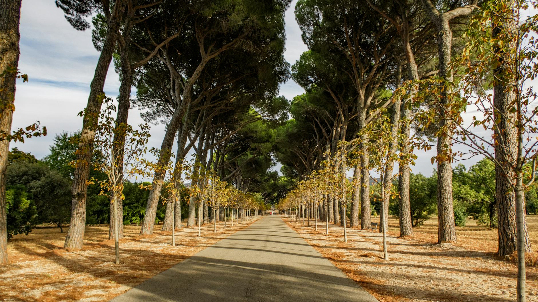 Sunny tree-lined path in a Madrid park