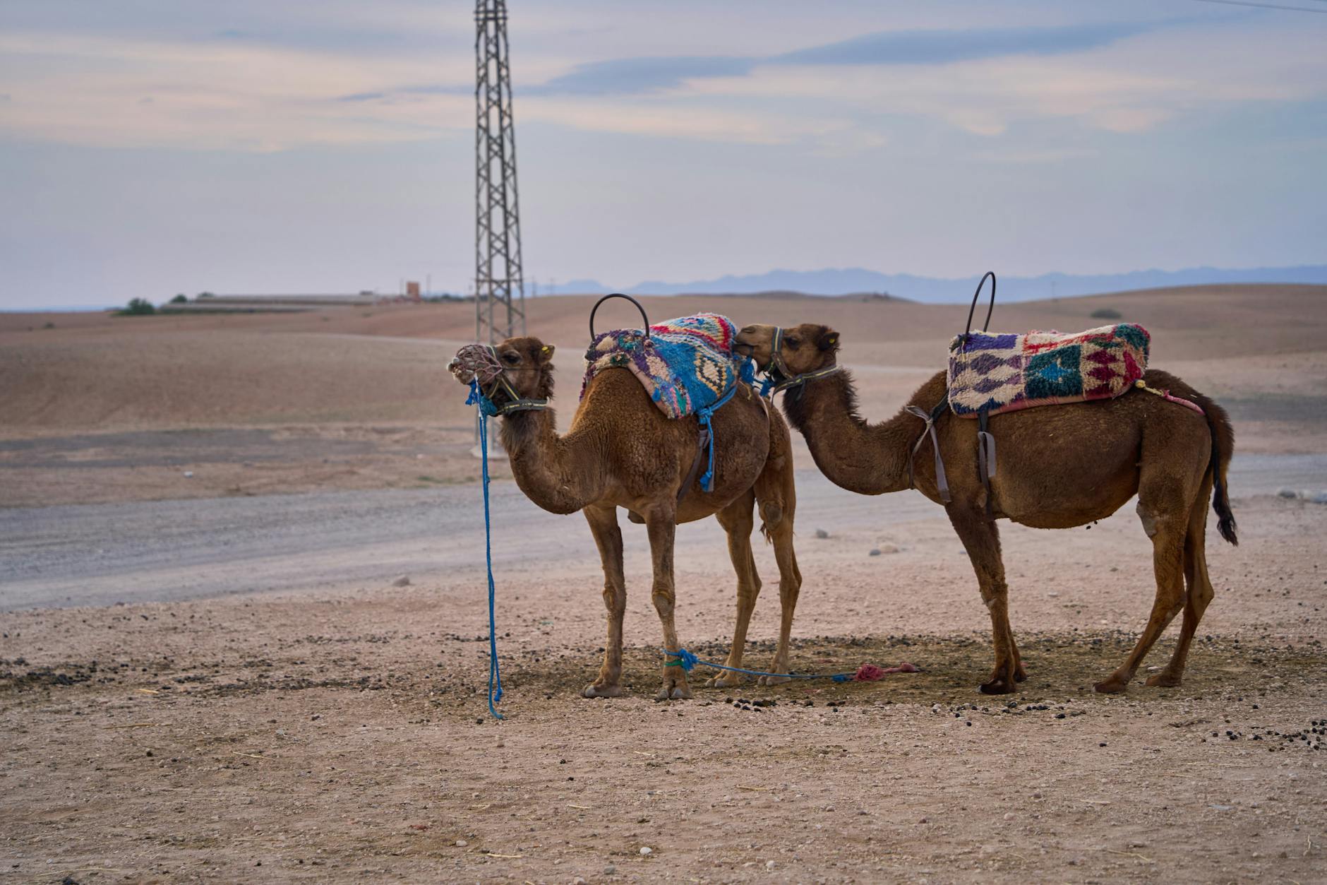 Camels with colorful saddles in desert landscape near Marrakech