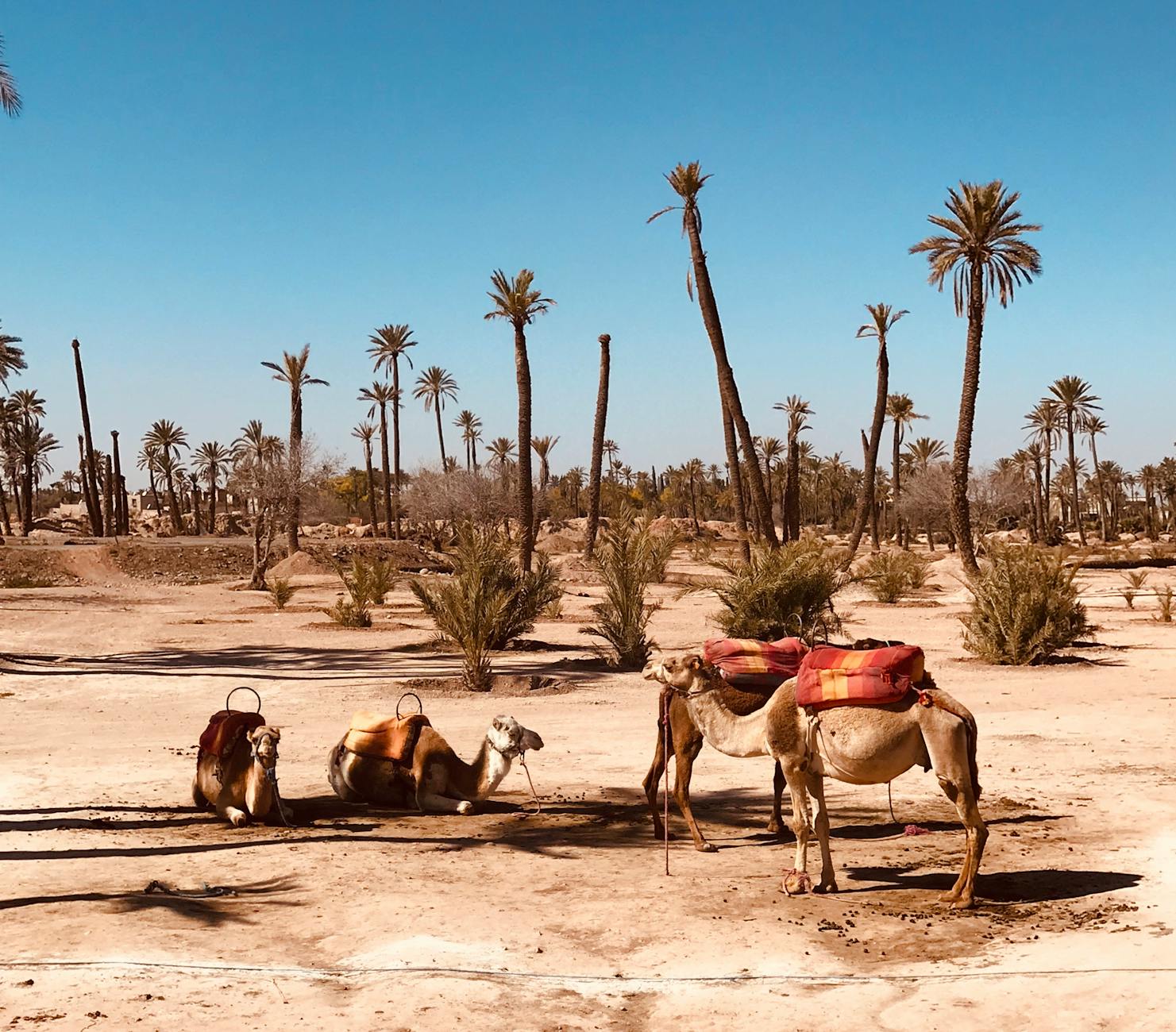 Saddled camels resting near palm trees in the Marrakech desert