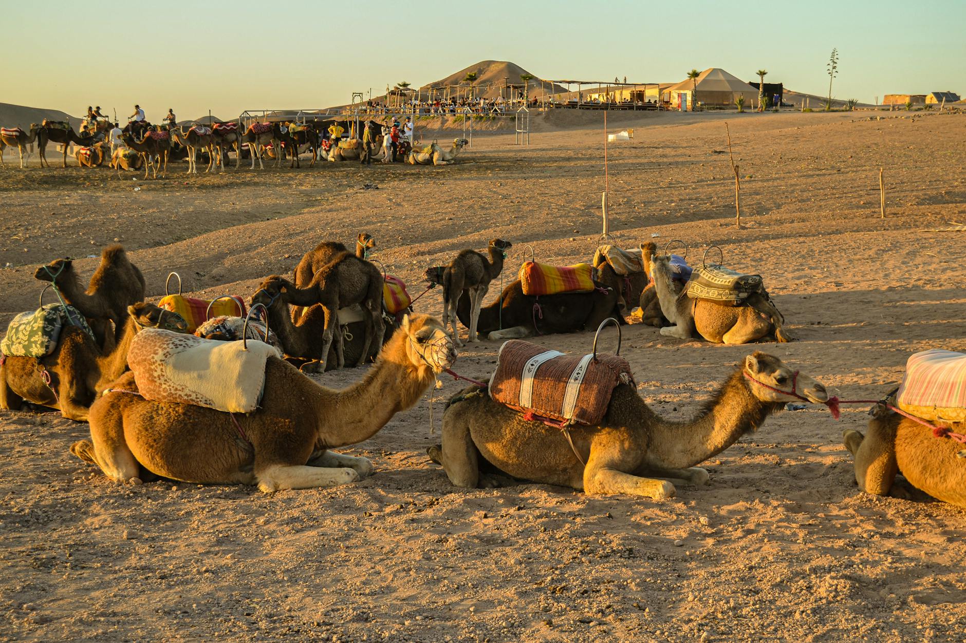 Camels resting in the Agafay desert near Marrakech at sunset