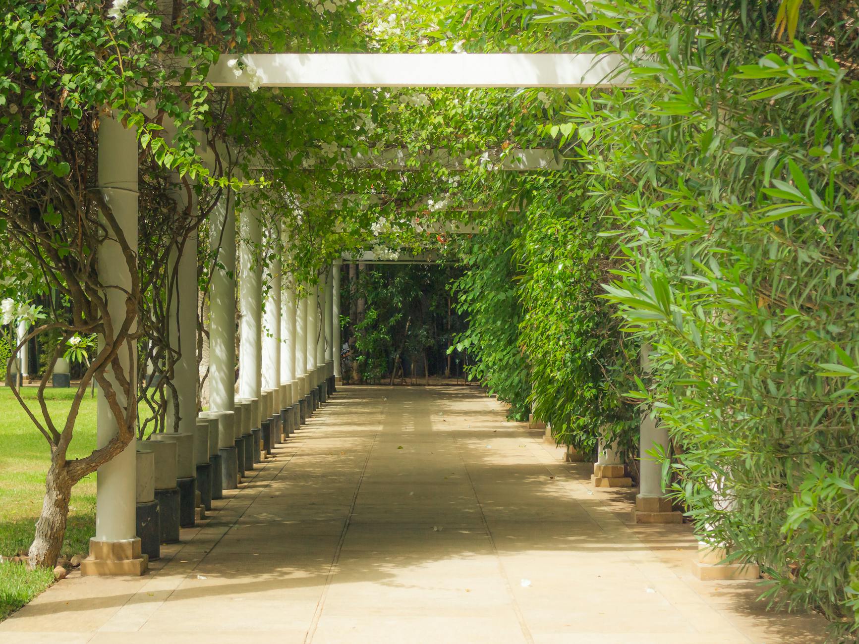Shaded garden pergola walkway with dense greenery