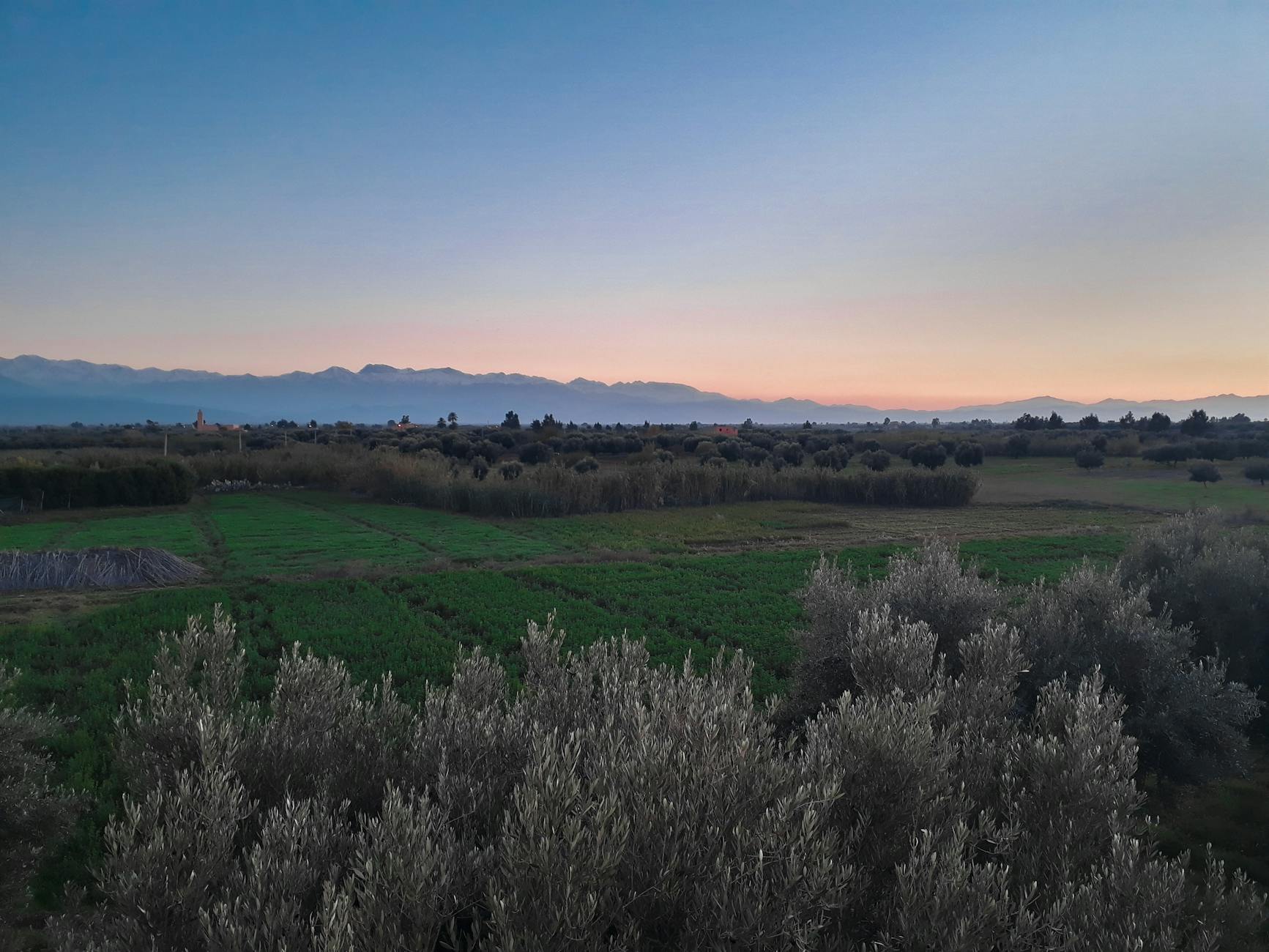 Farmland near Marrakech at dawn